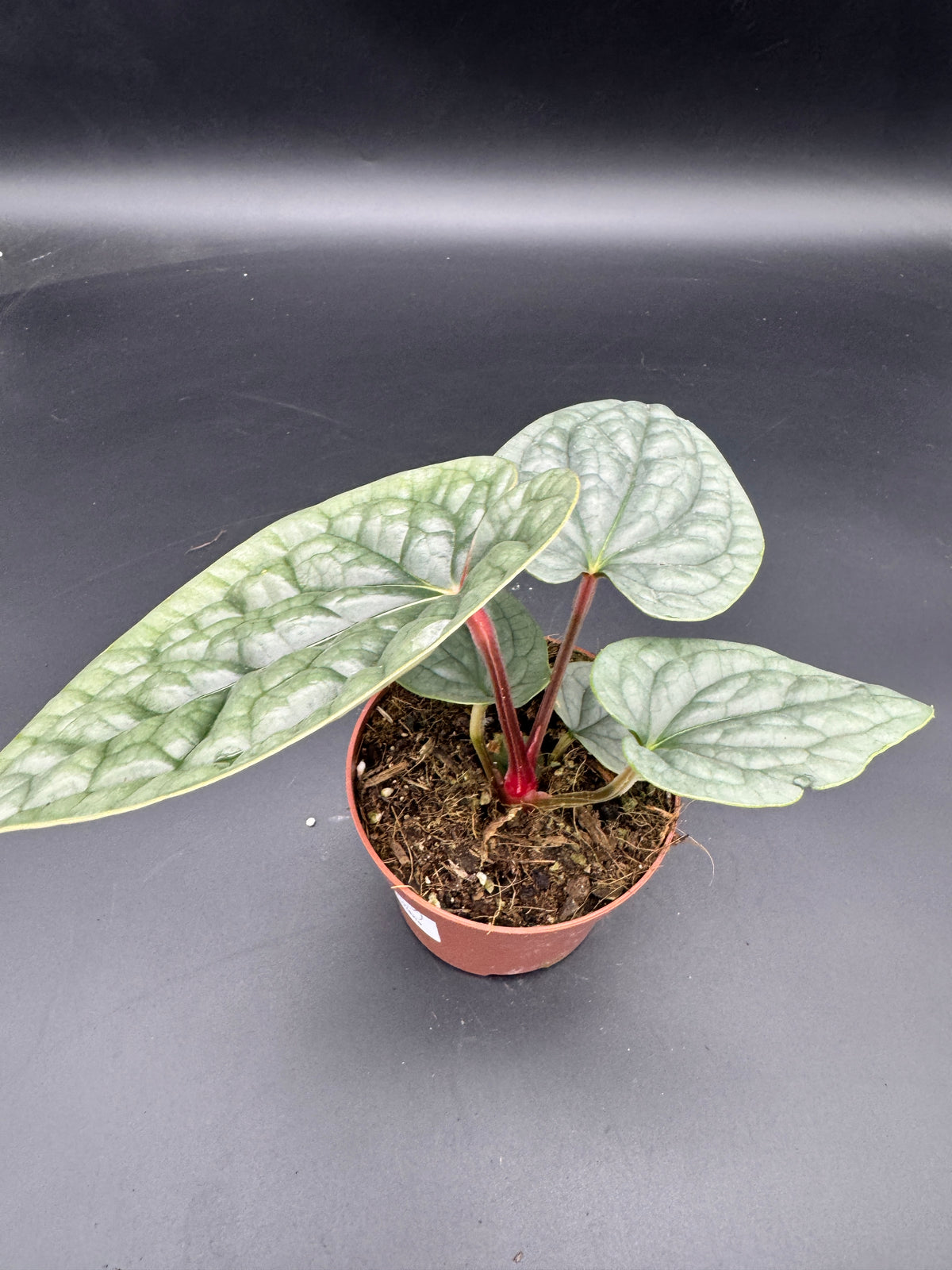 Anthurium Luxurians