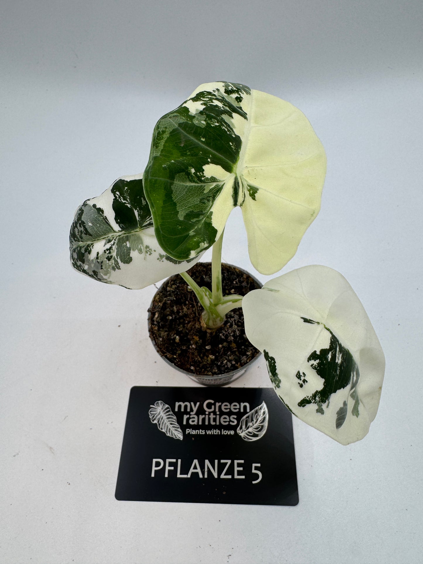 Alocasia Frydek variegata