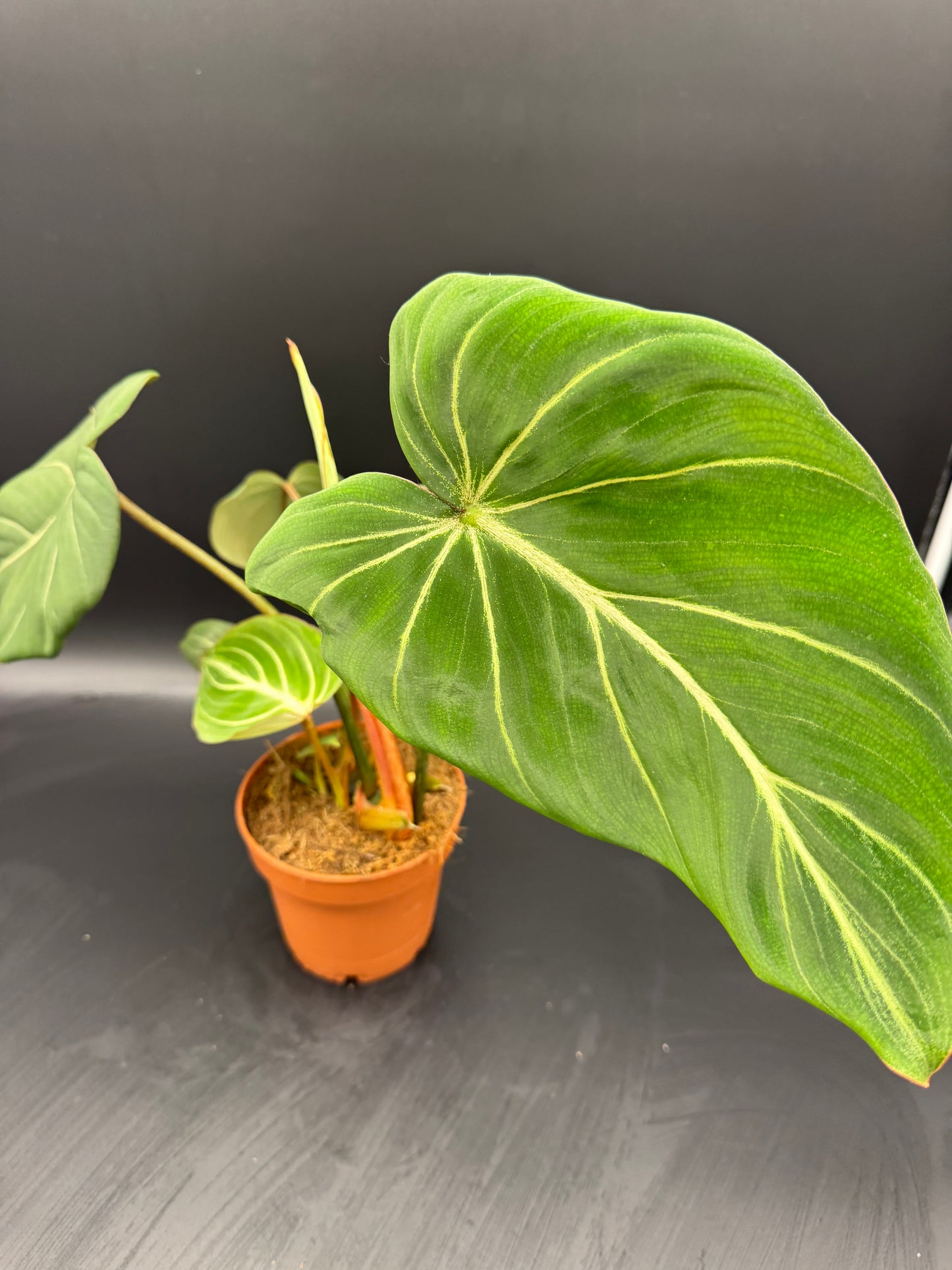 Philodendron Gloriosum
