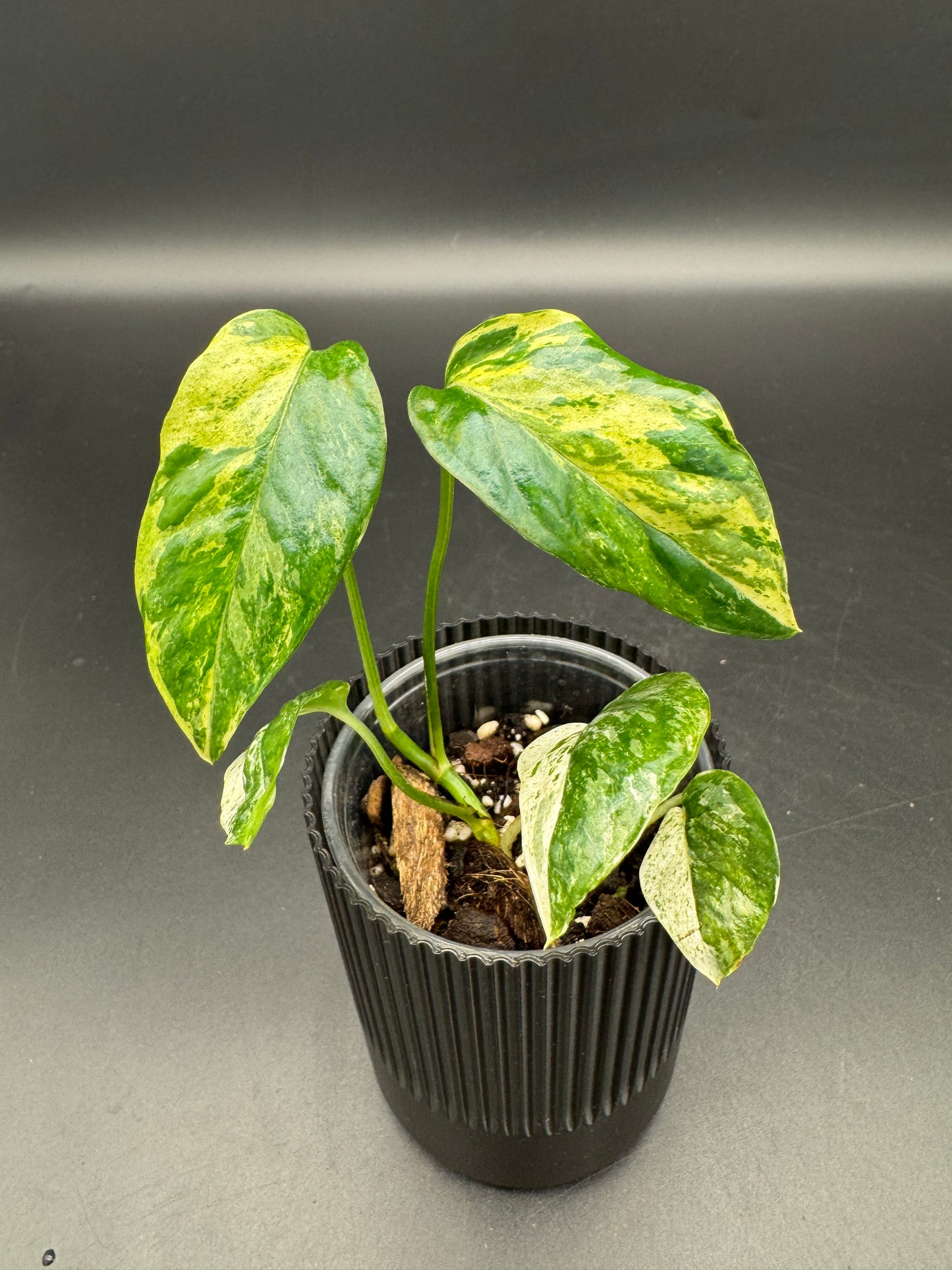 Epipremnum hanoman sp Bali