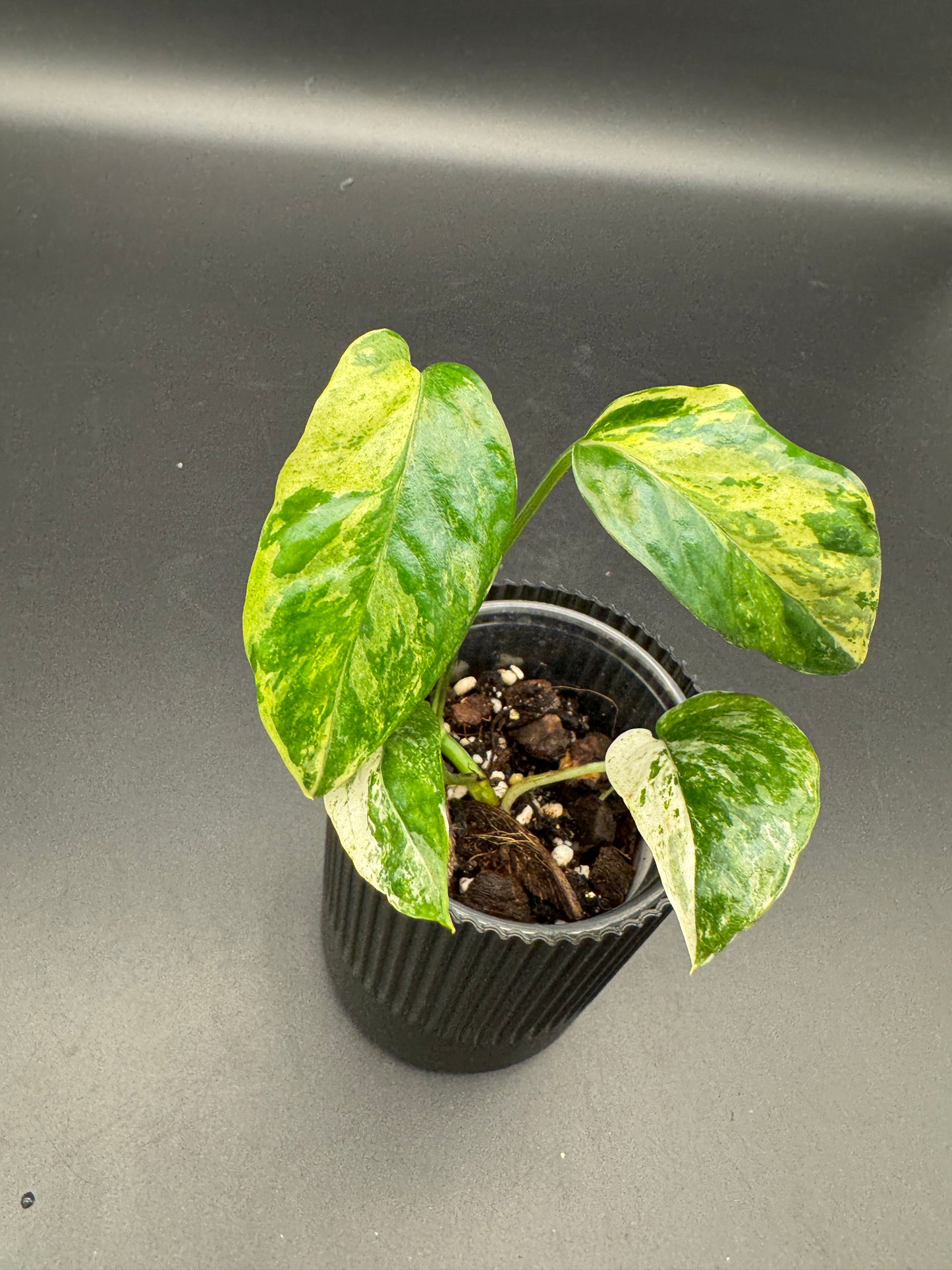 Epipremnum hanoman sp Bali