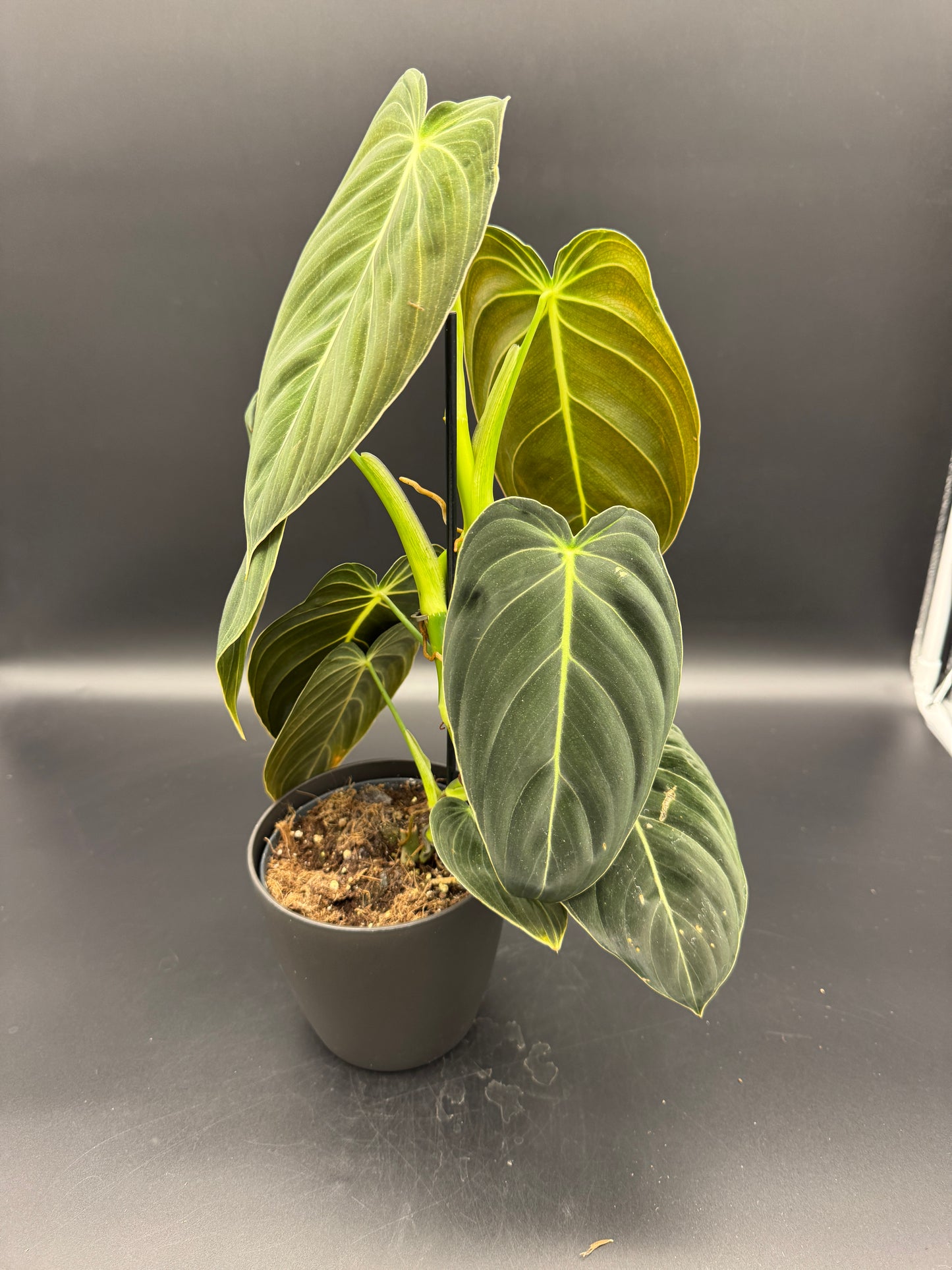 Philodendron Melanochrysum