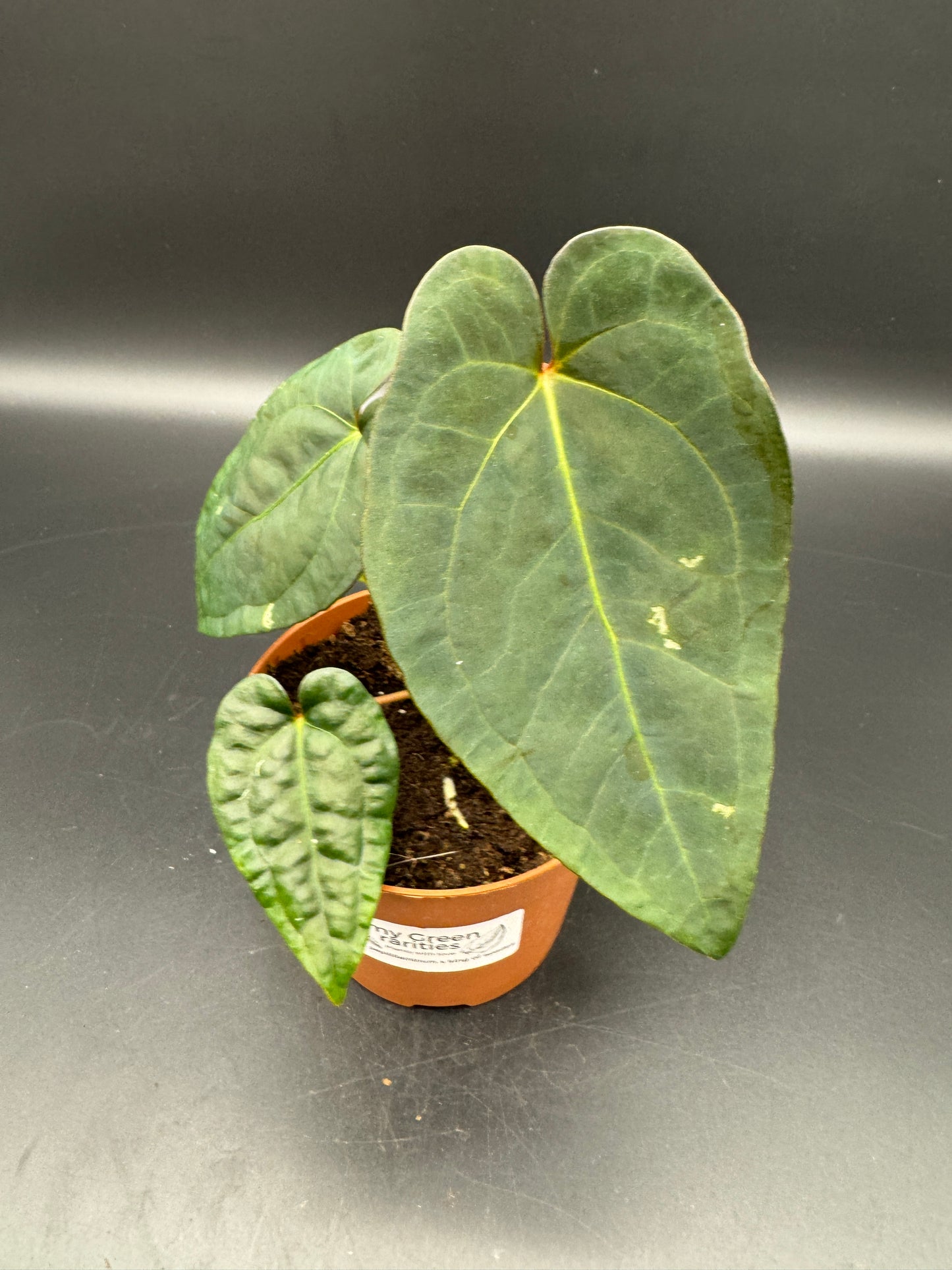 Anthurium papillilaminum x King of Spades