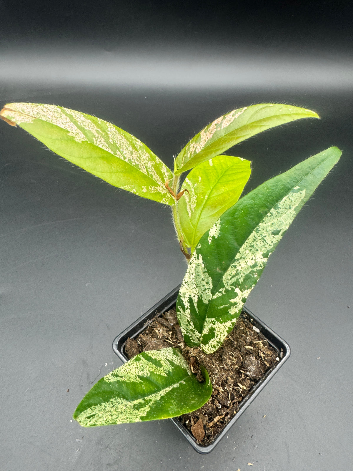 Ficus Sagittata Pink Variegata
