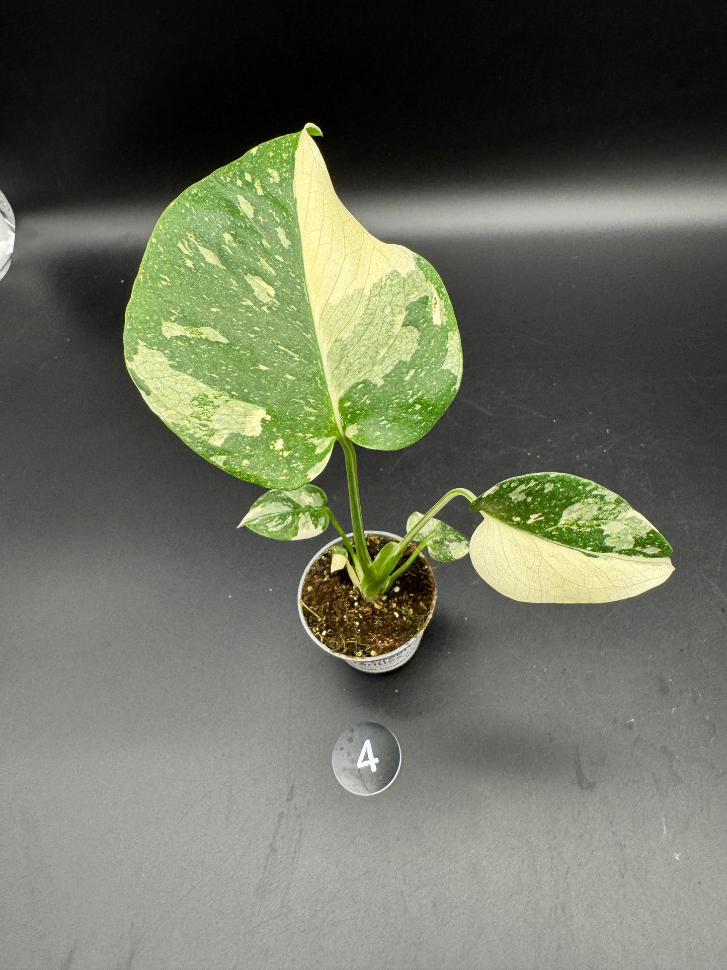 Monstera Thai constelation