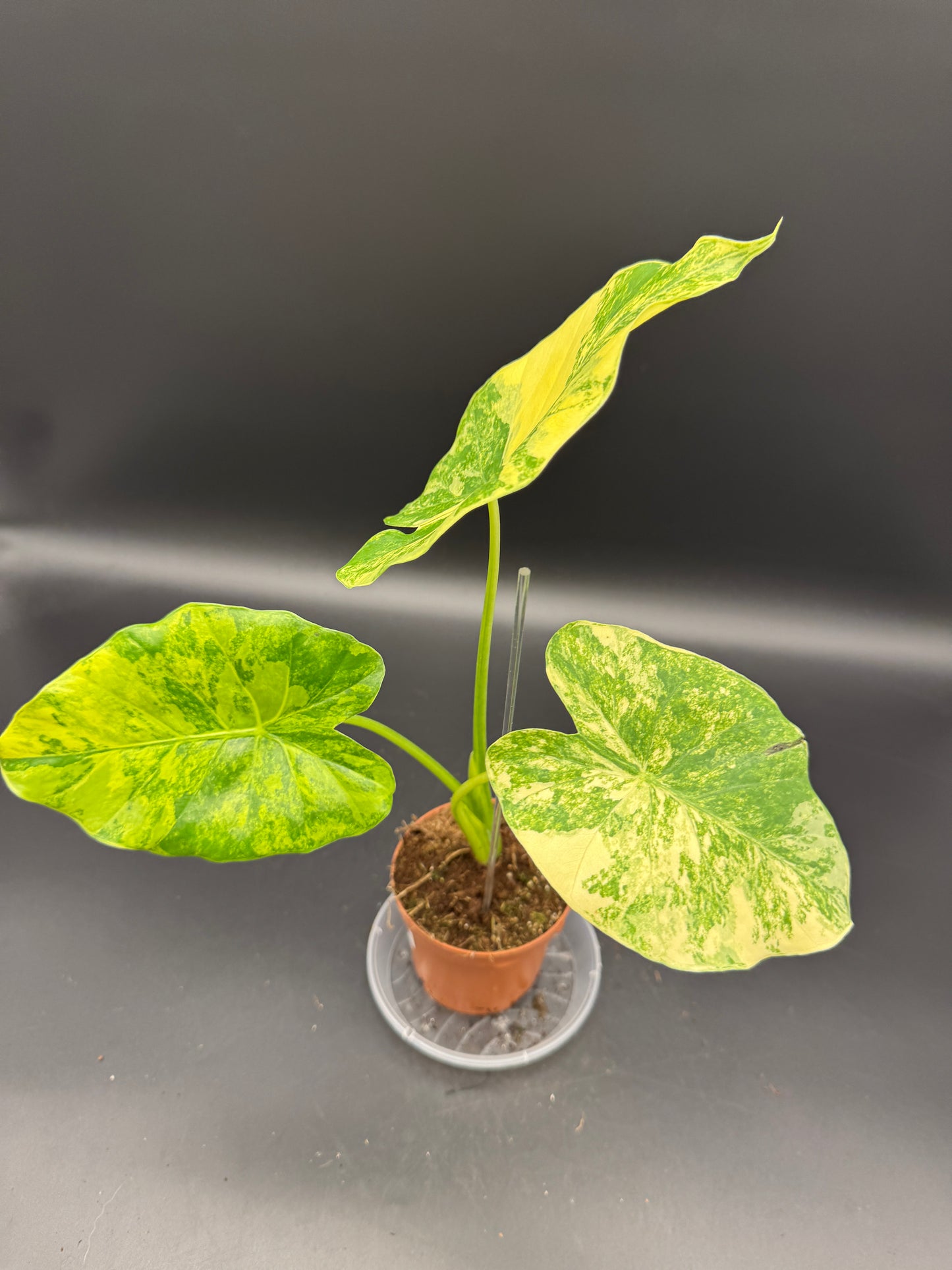 Alocasia Gageana Aurea