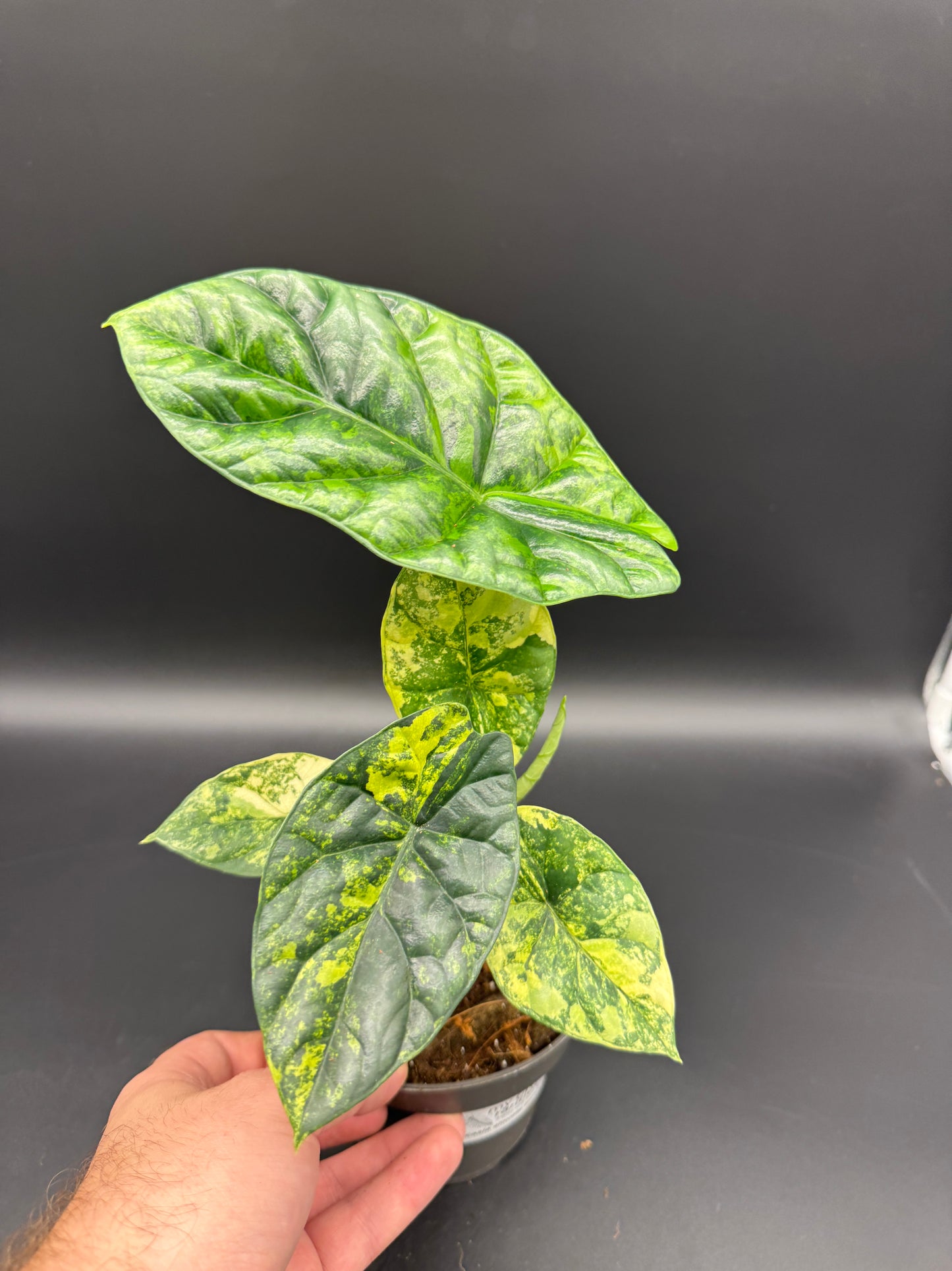 Alocasia sinuata aurea