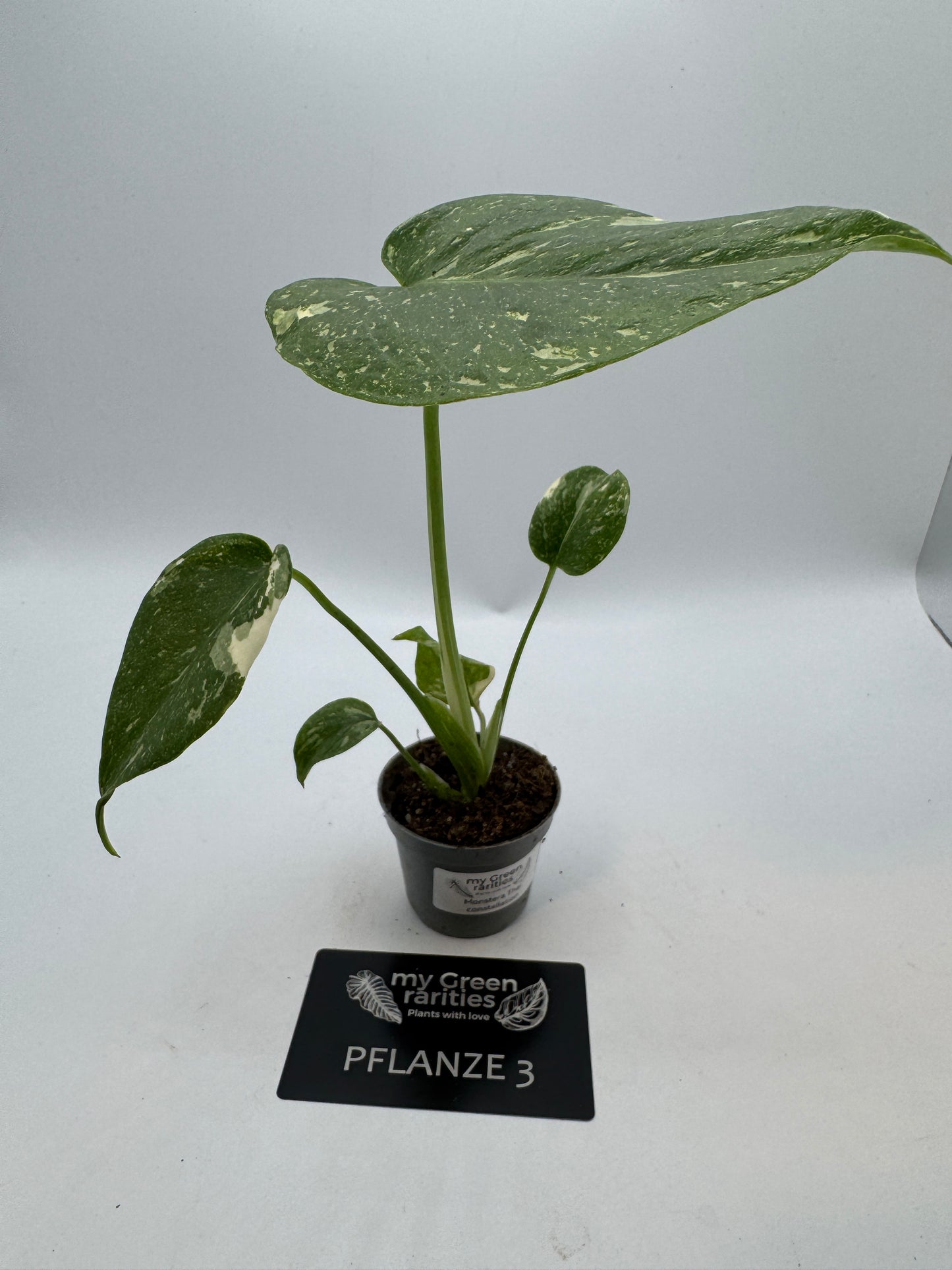 Monstera Thai constelation