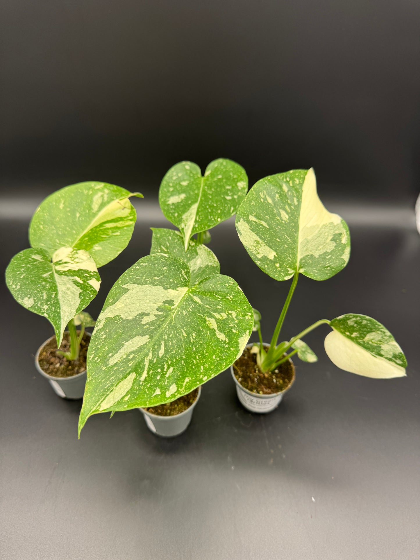 Monstera Thai constelation