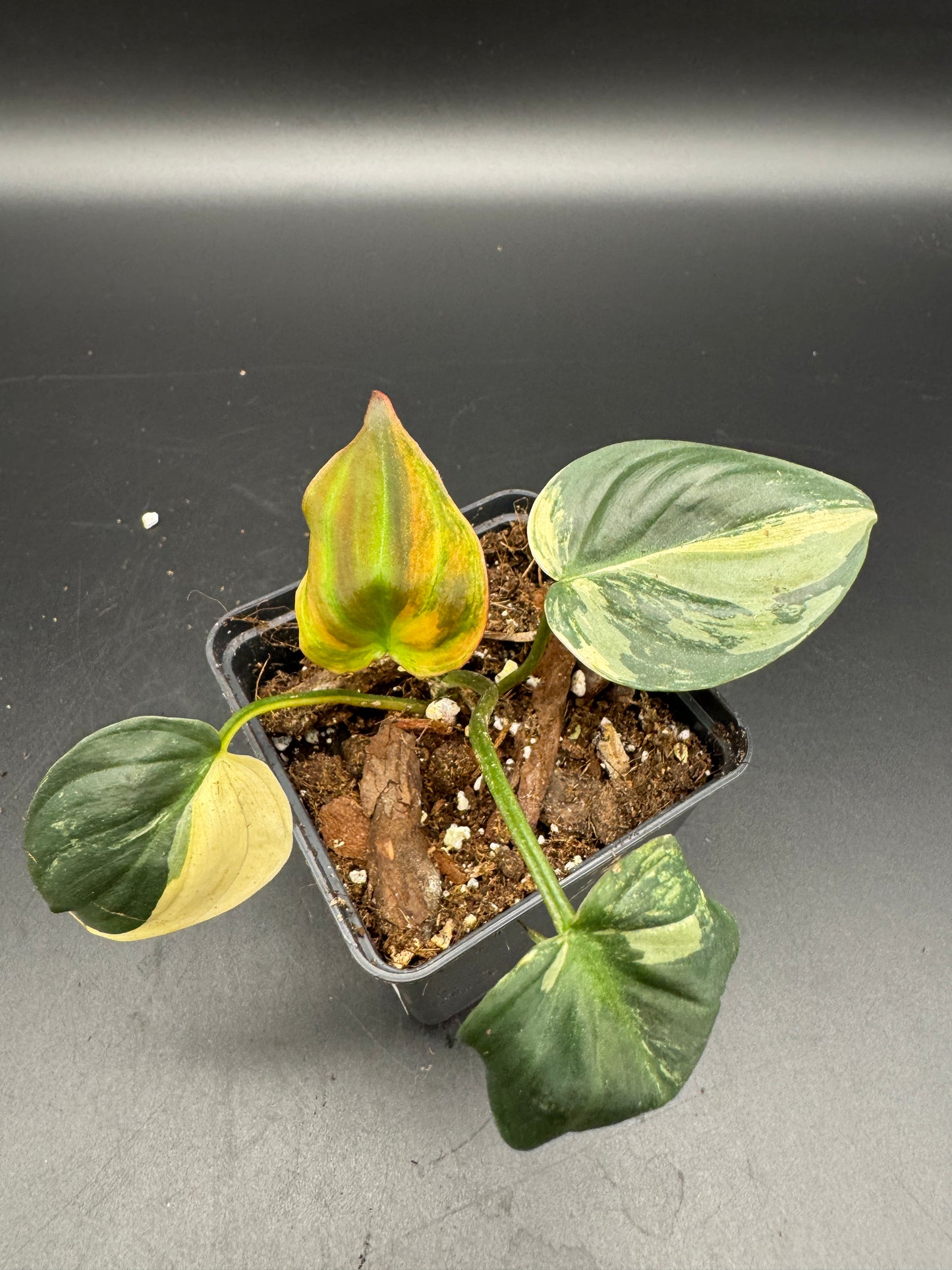 Philodendron micans variegata