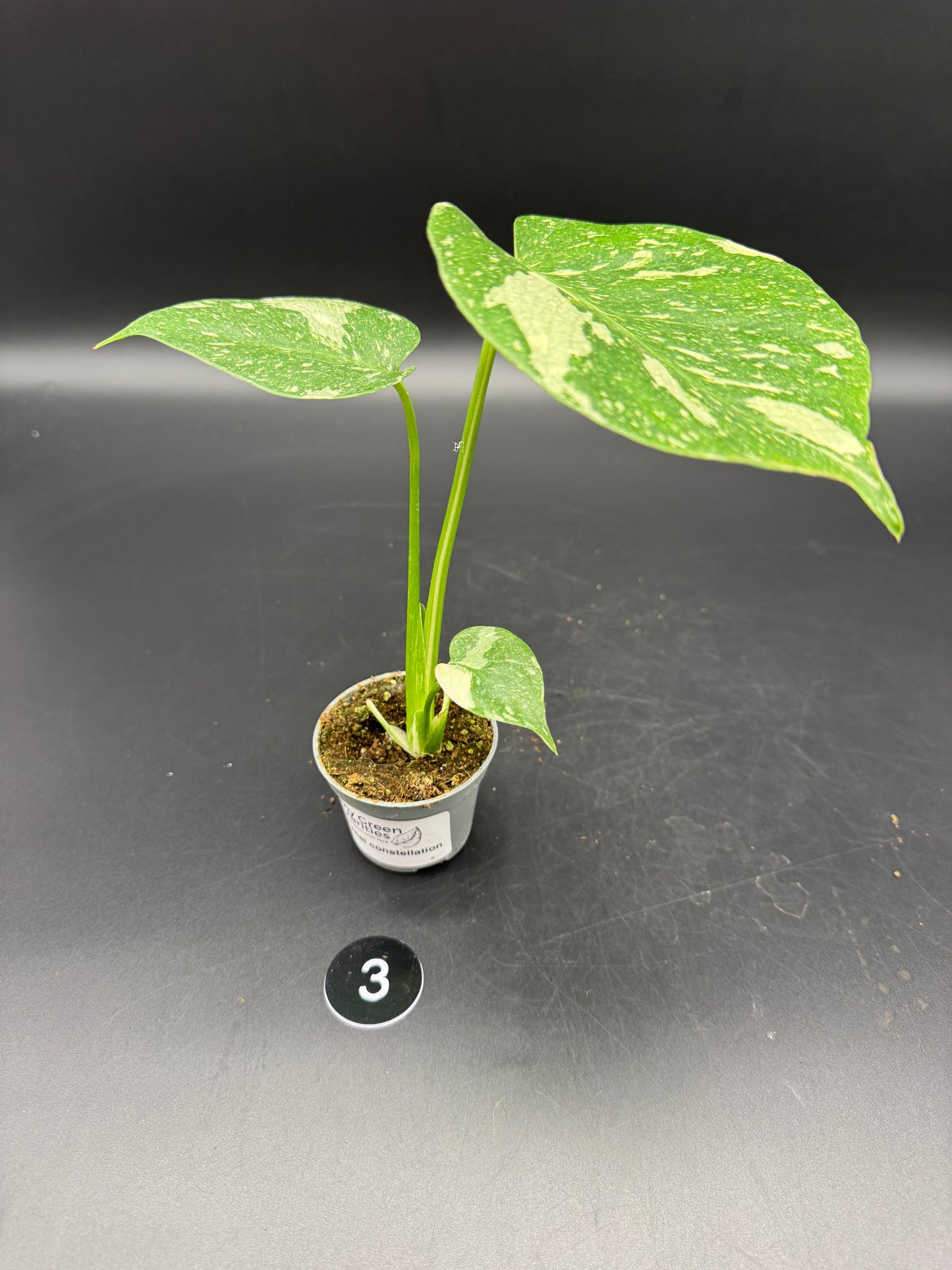 Monstera Thai constelation
