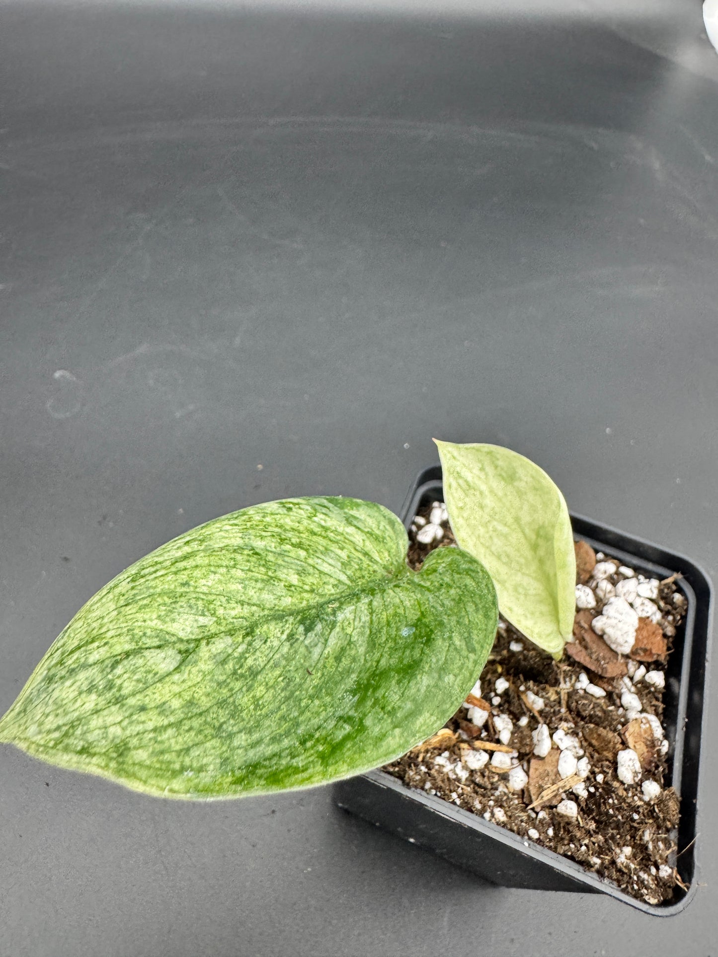 Scindapsus Silver Splash variegata