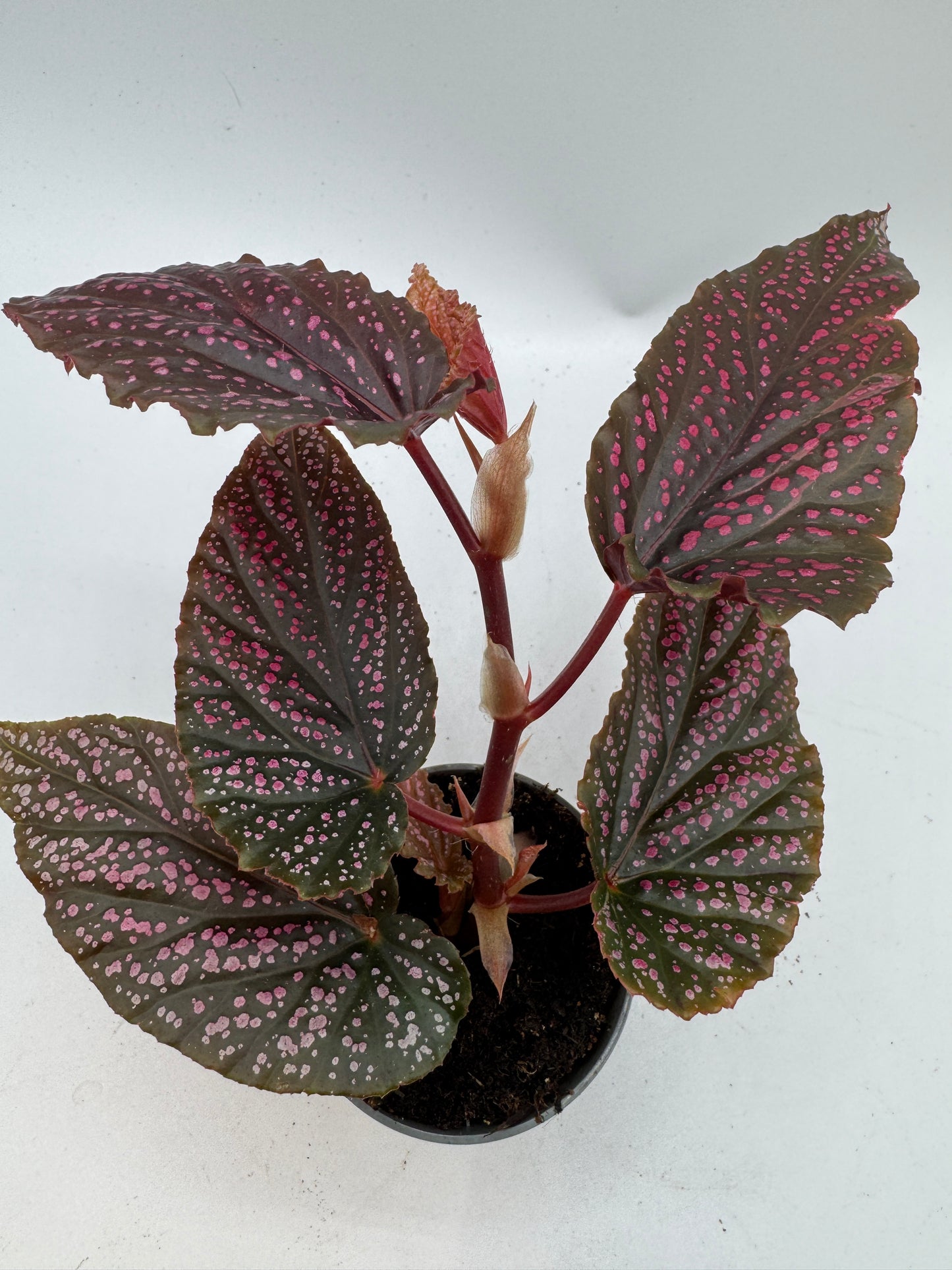 Begonia Angel Wings Benigo pink