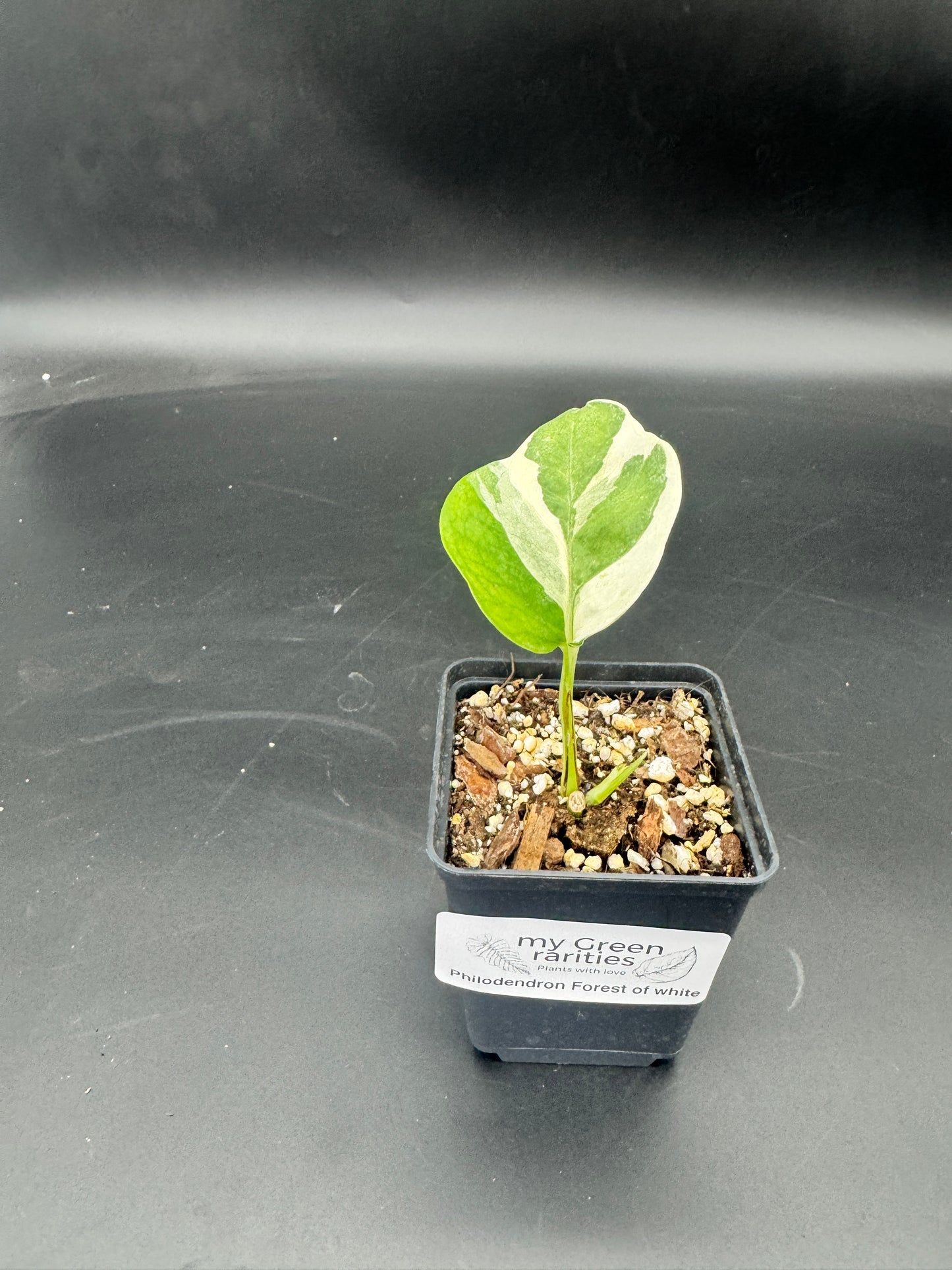 Philodendron Forrest of white