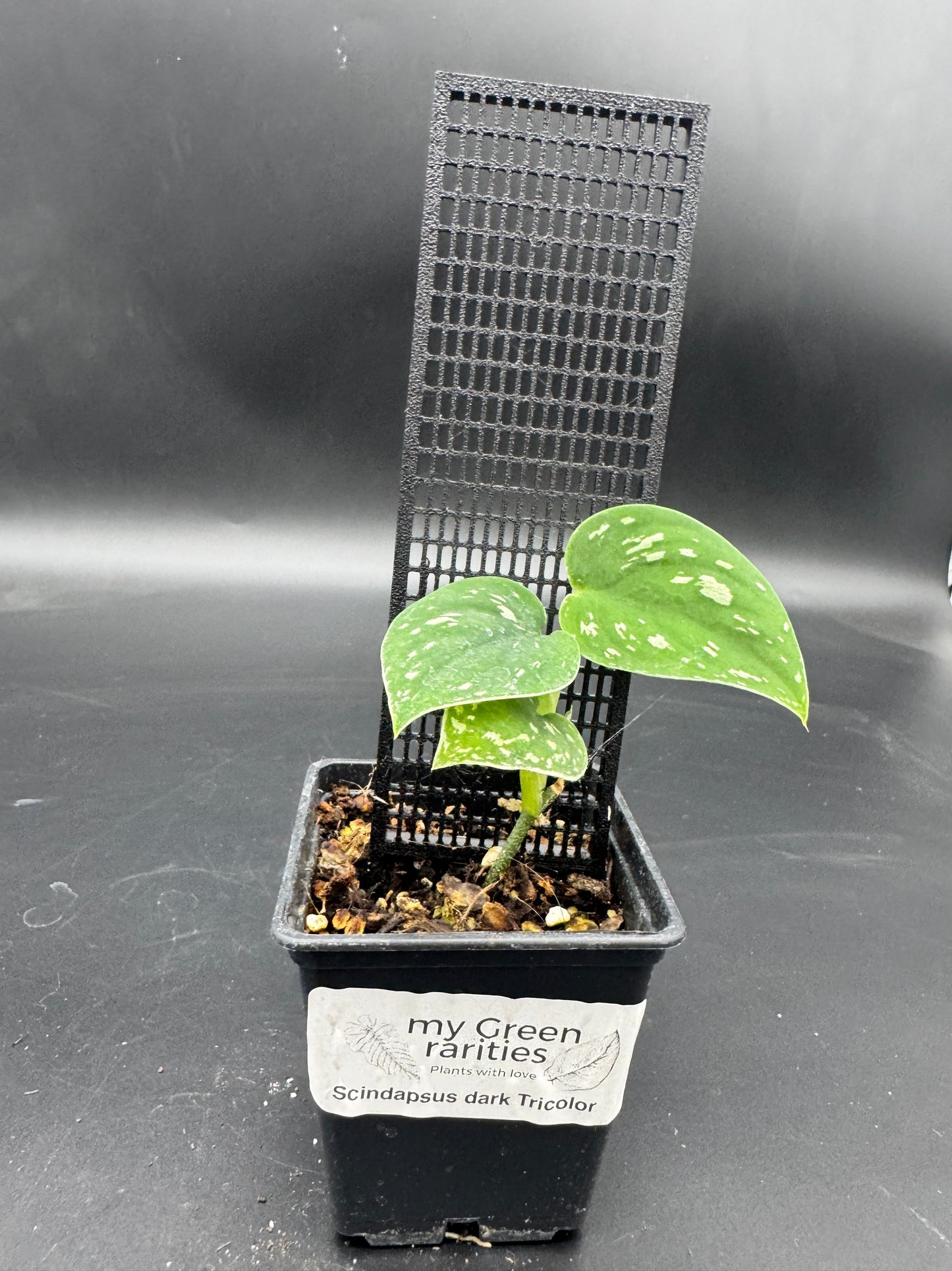 Scindapsus Dark Tricolor