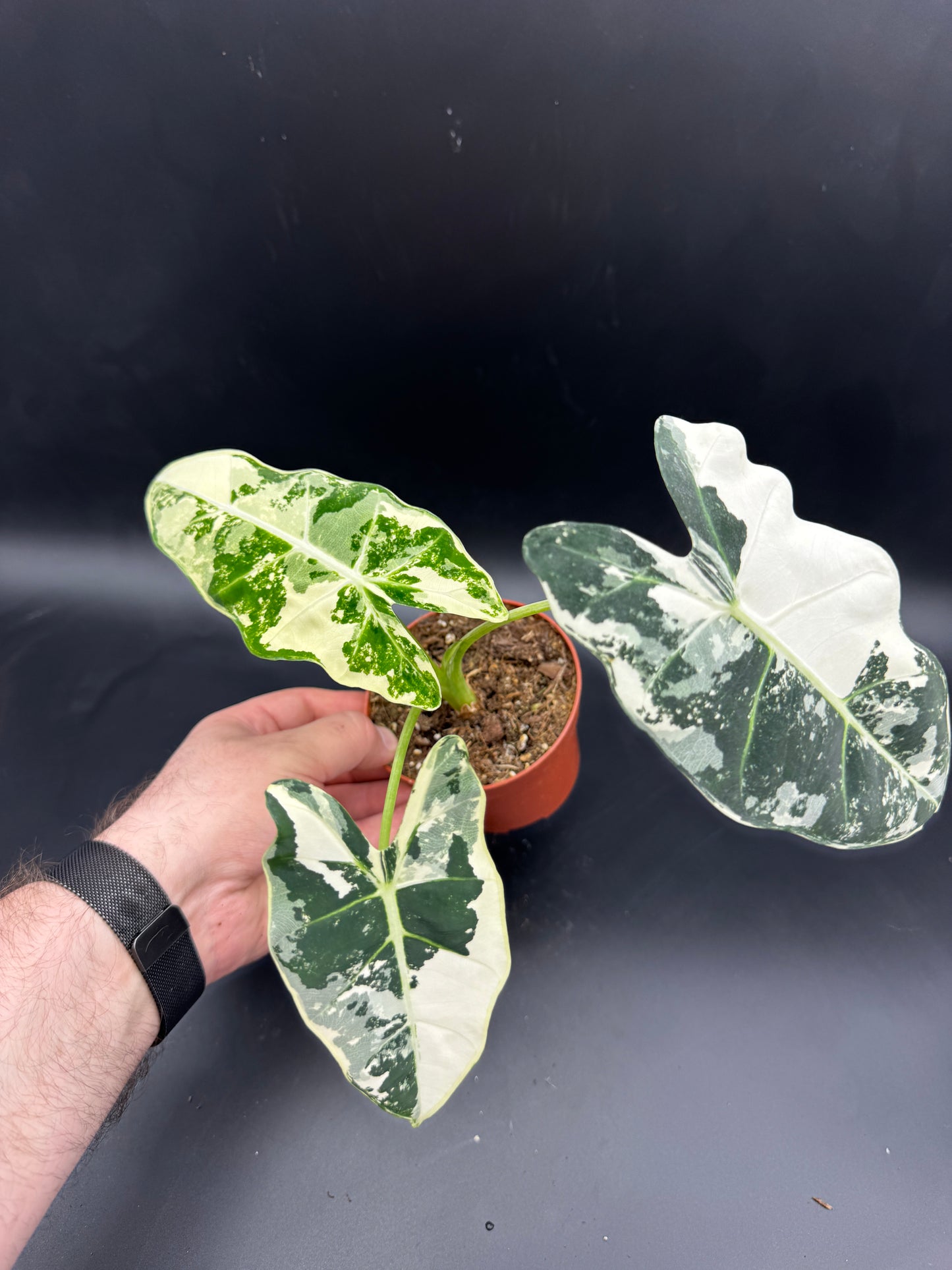 Alocasia Frydek variegata