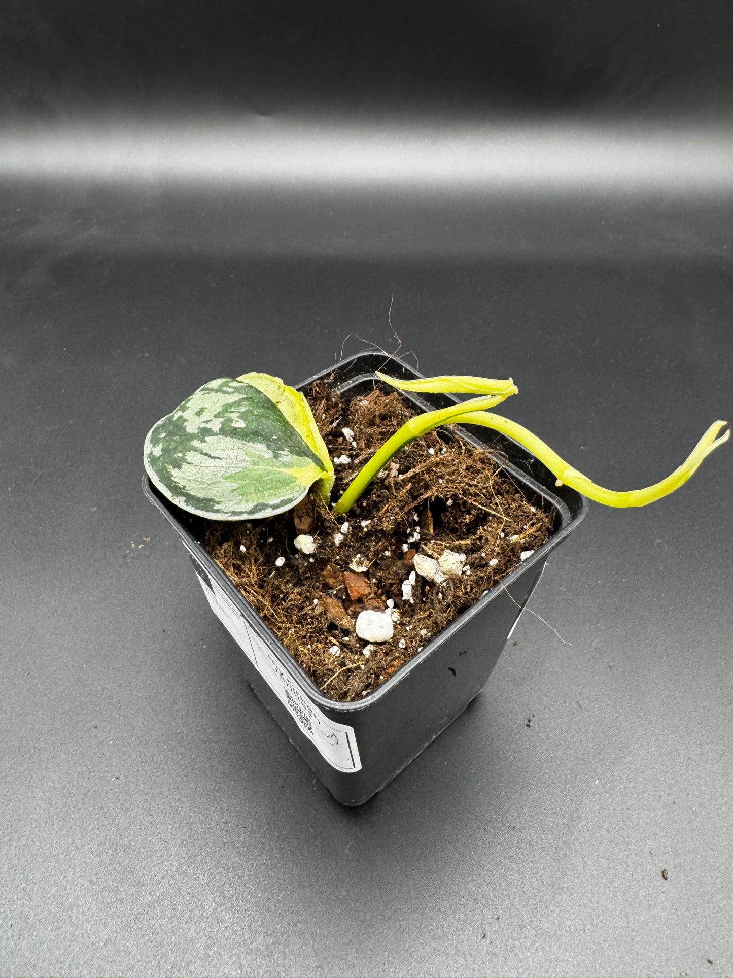 Scindapsus Mayari