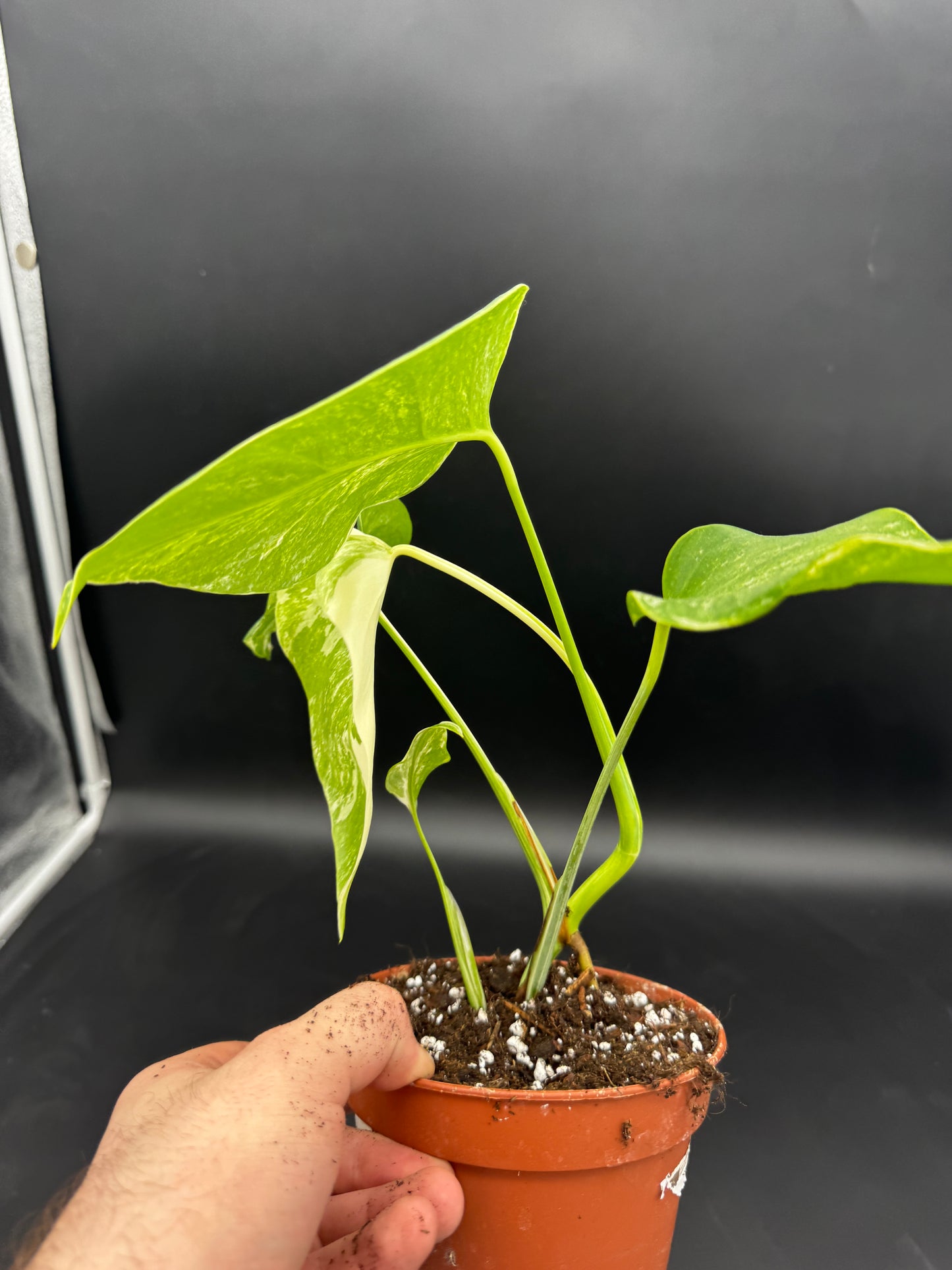 Monstera deliciosa variegata
