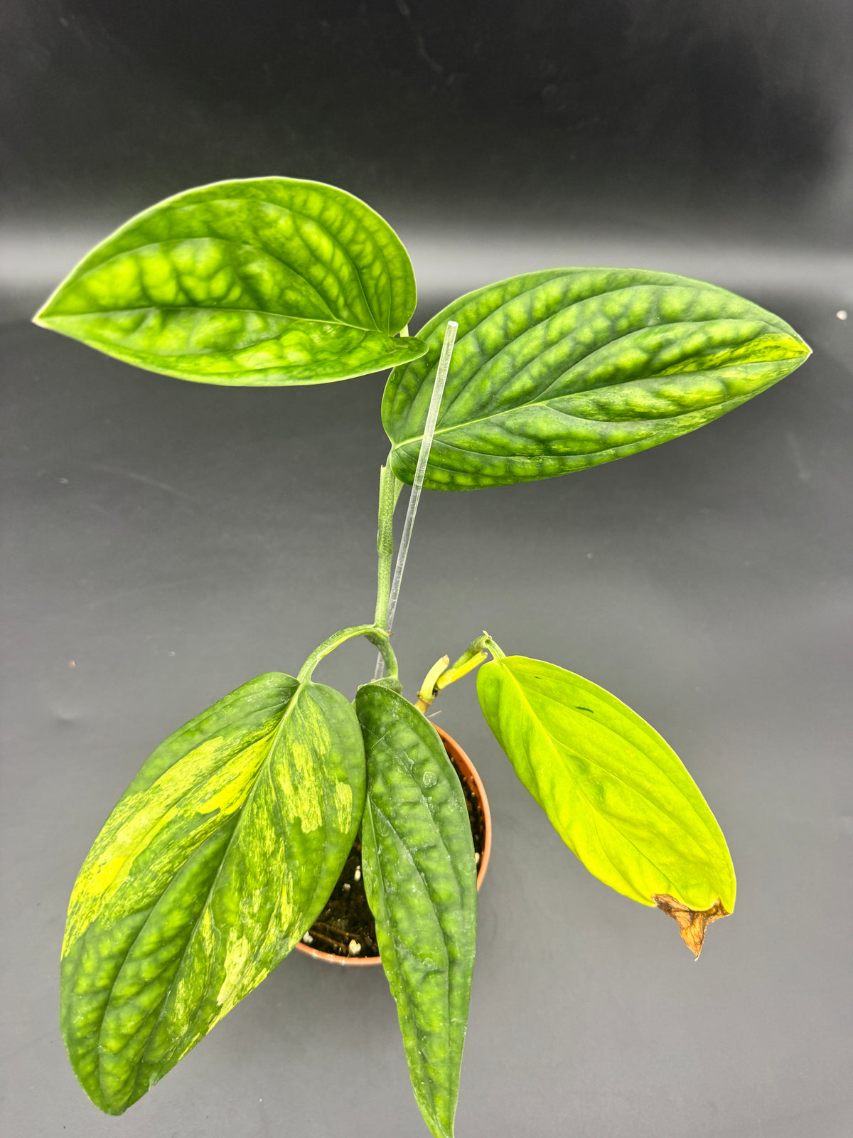 Monstera karstenanium Peru variegata