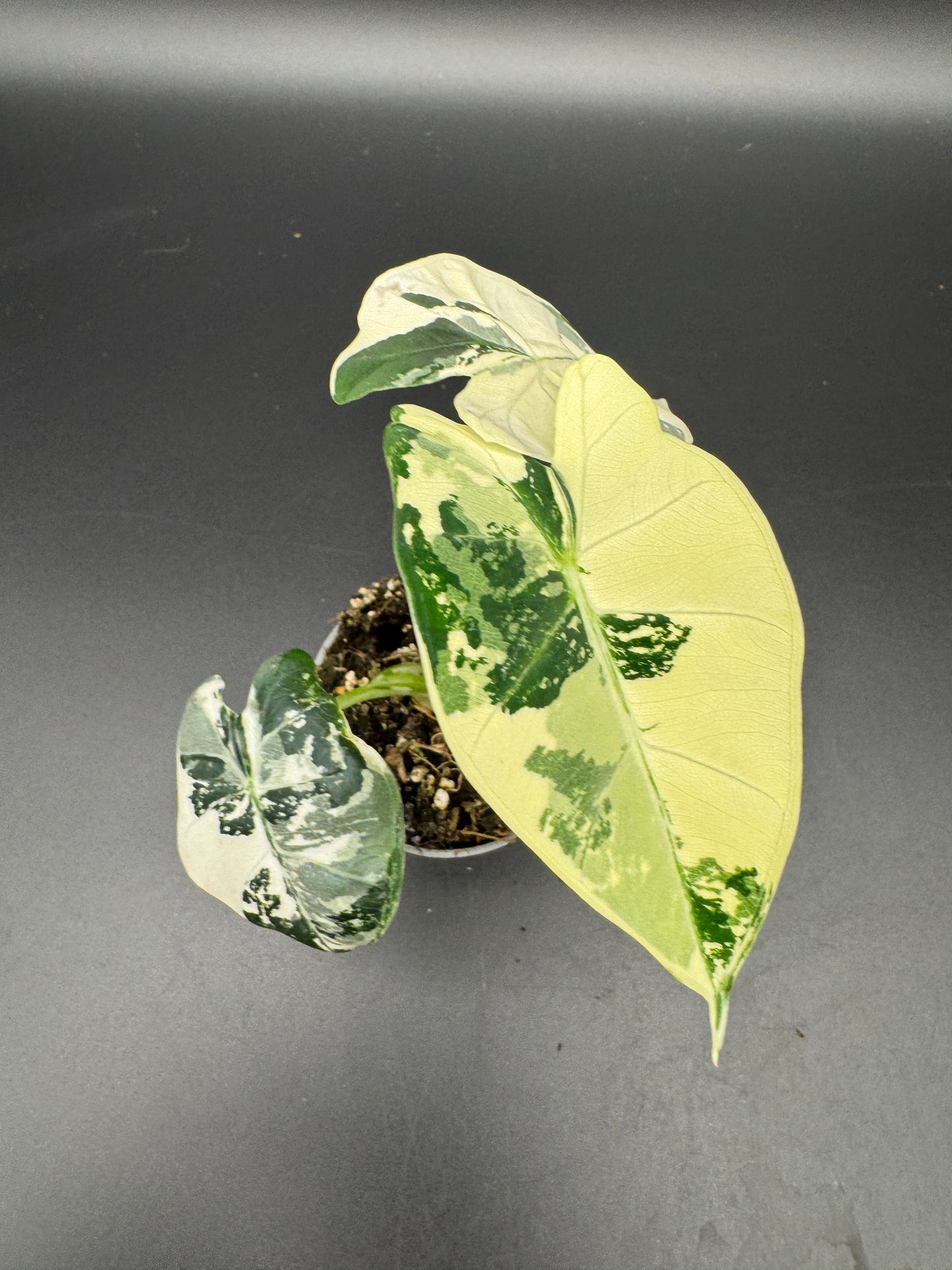 Alocasia Frydek variegata