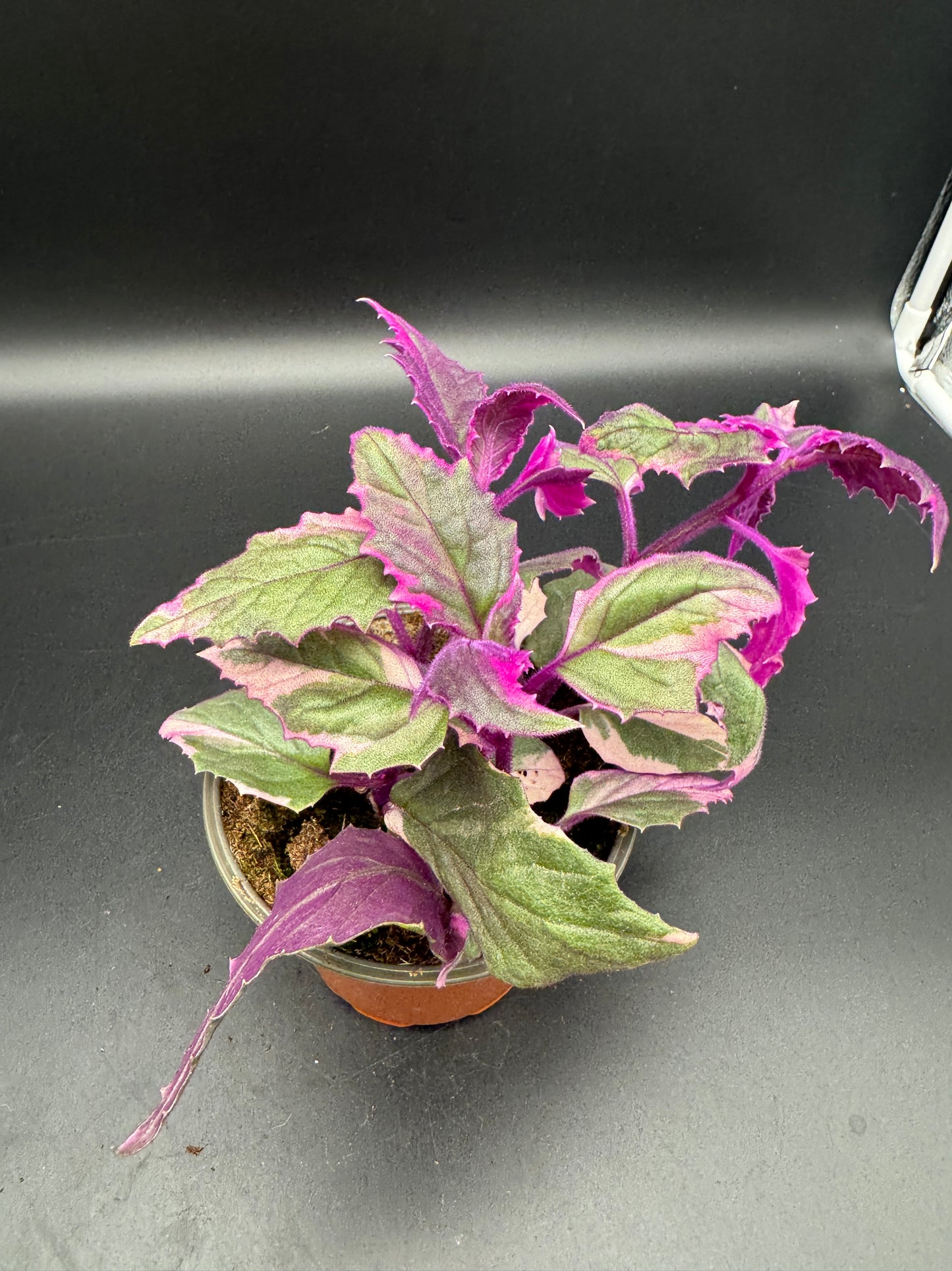Gynura variegata