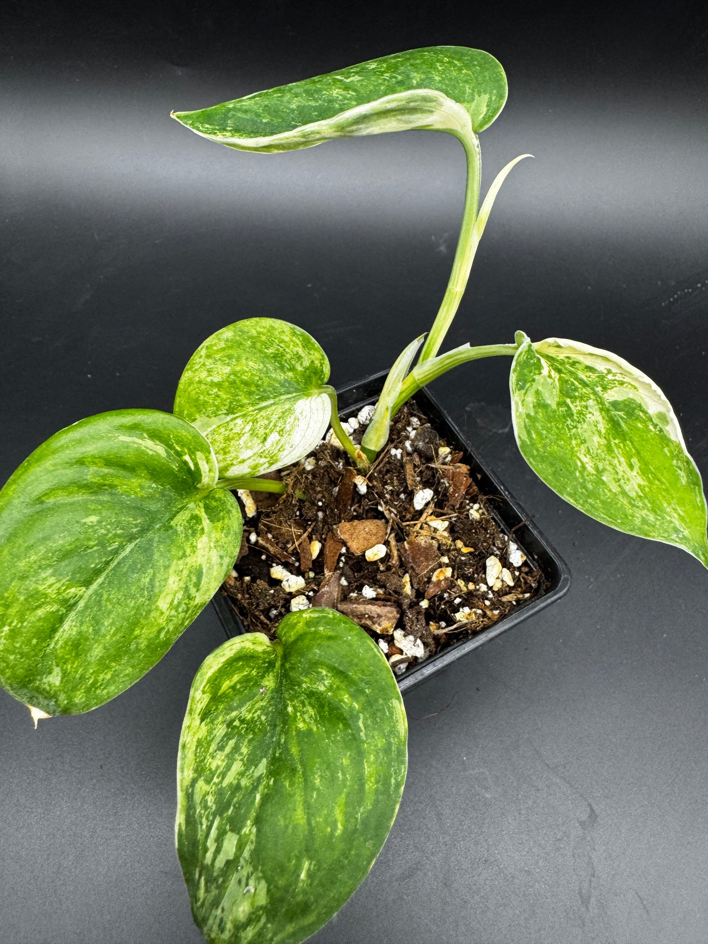 Scindapsus Jade Satin variegata