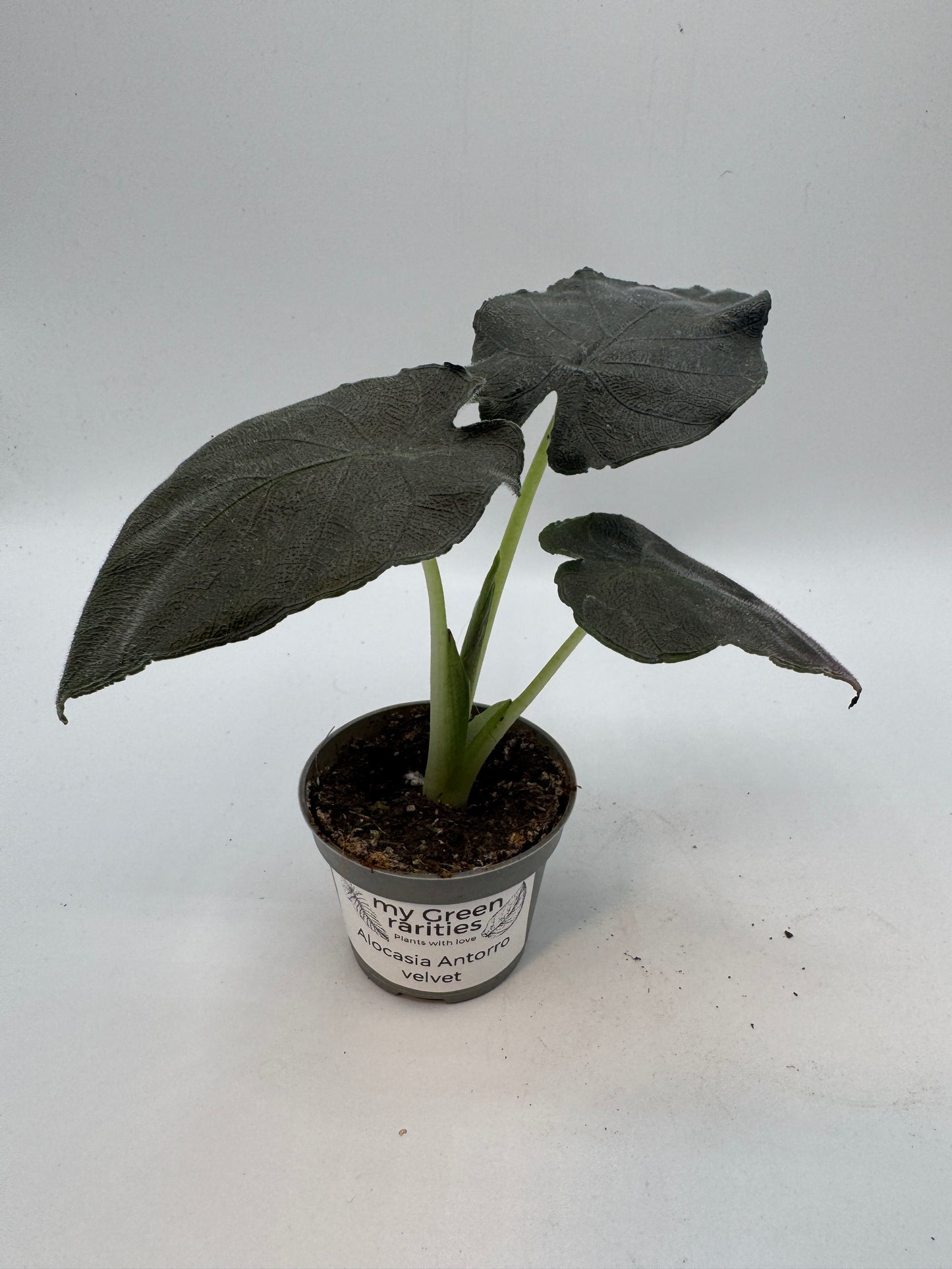 Alocasia antorro velvet