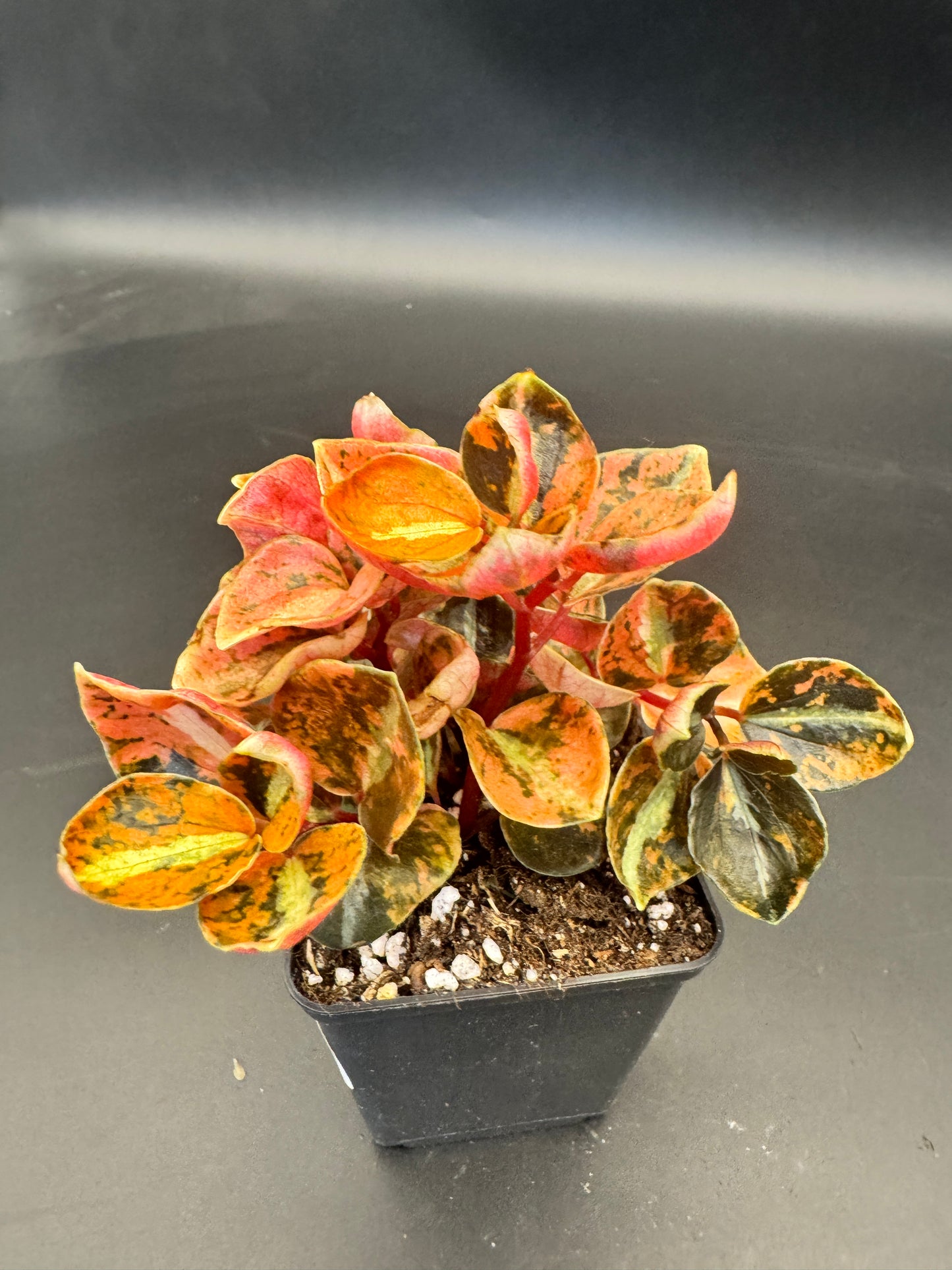 Peperomia Creme brulee