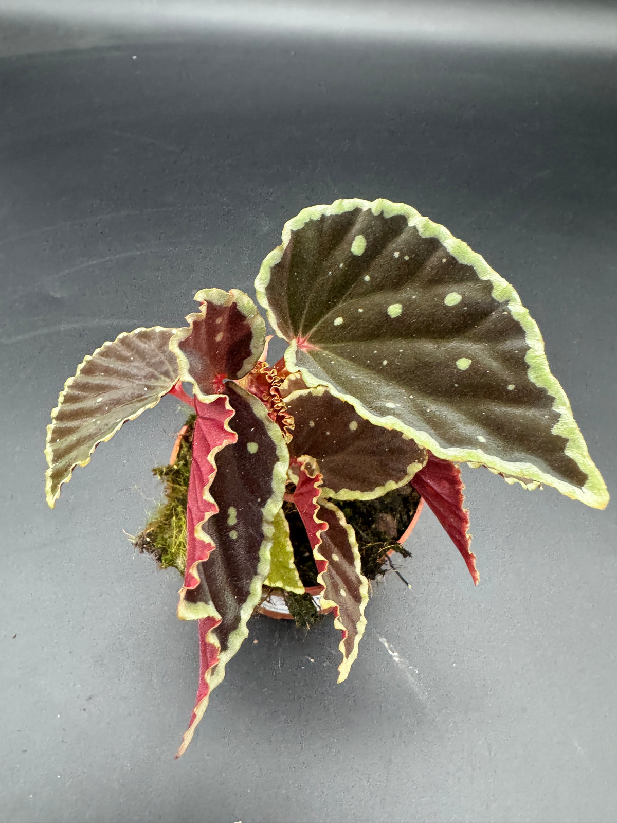 Begonia Darthvaderiana Green Spots