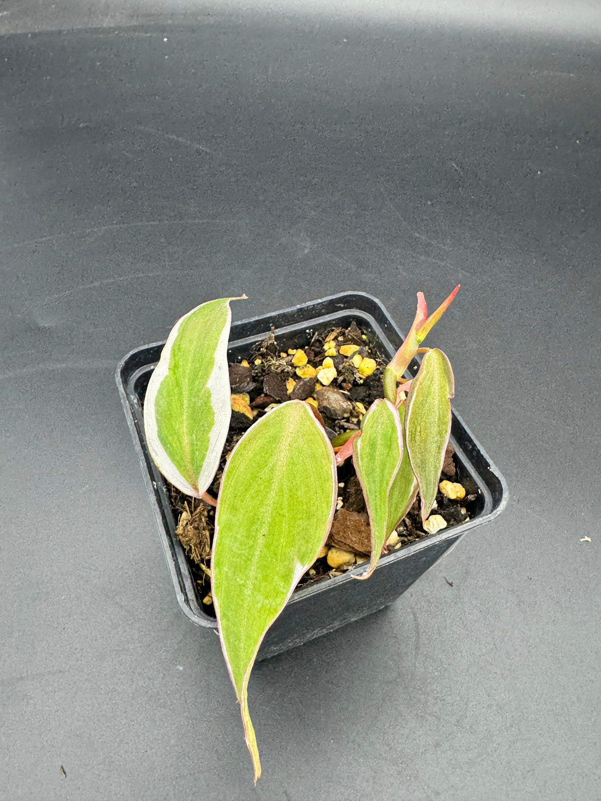 Philodendron micans velvet halo variegata