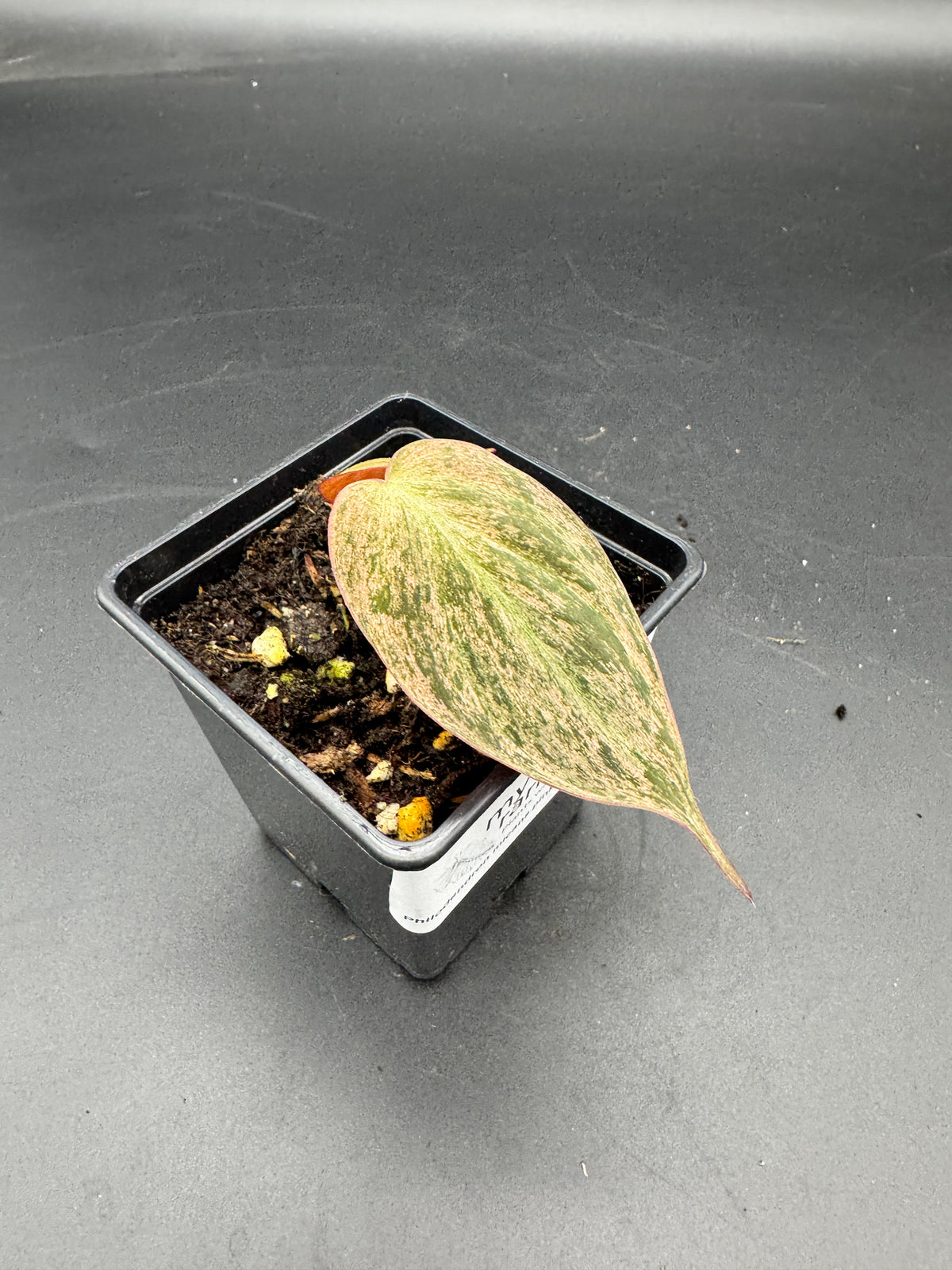 Philodendron micans pink marble variegata