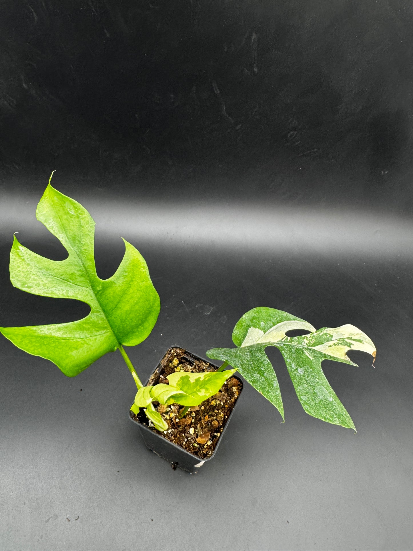 Rhaphidophora tetrasperma variegata