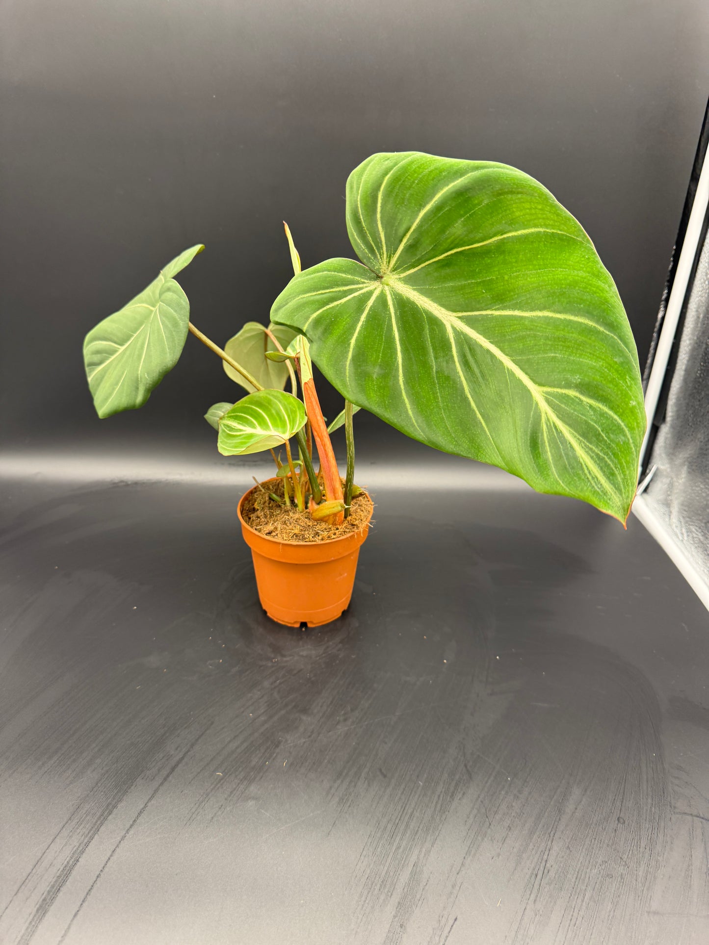 Philodendron Gloriosum