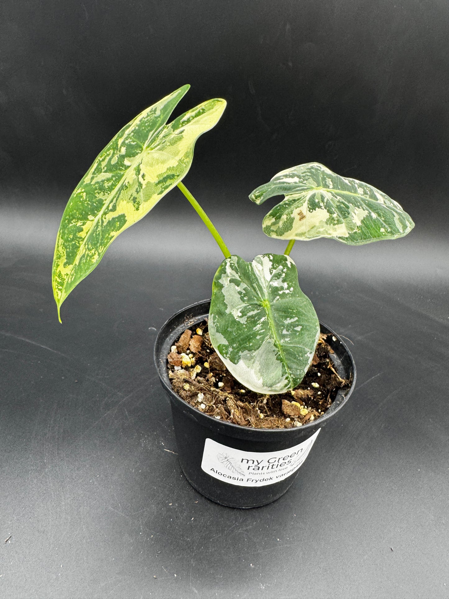 Alocasia Frydek variegata