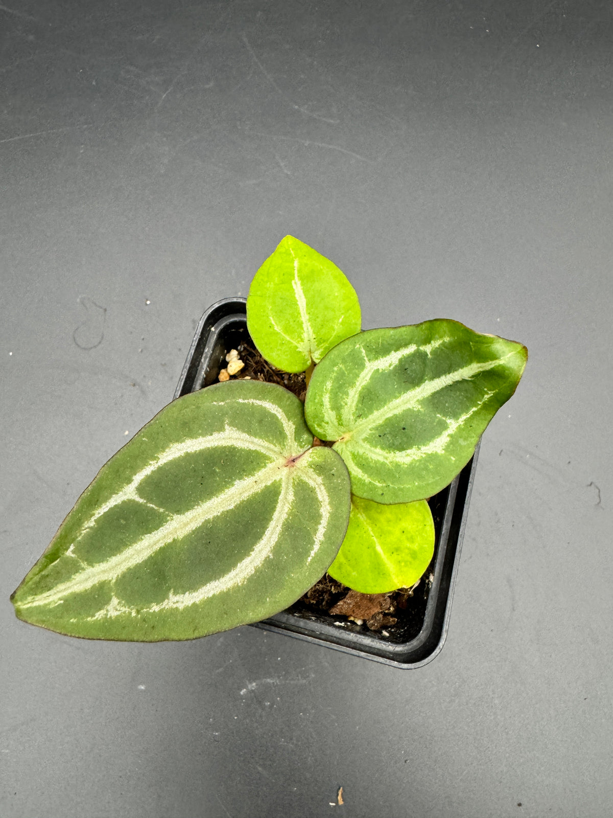 Anthurium Michelle x Michelle