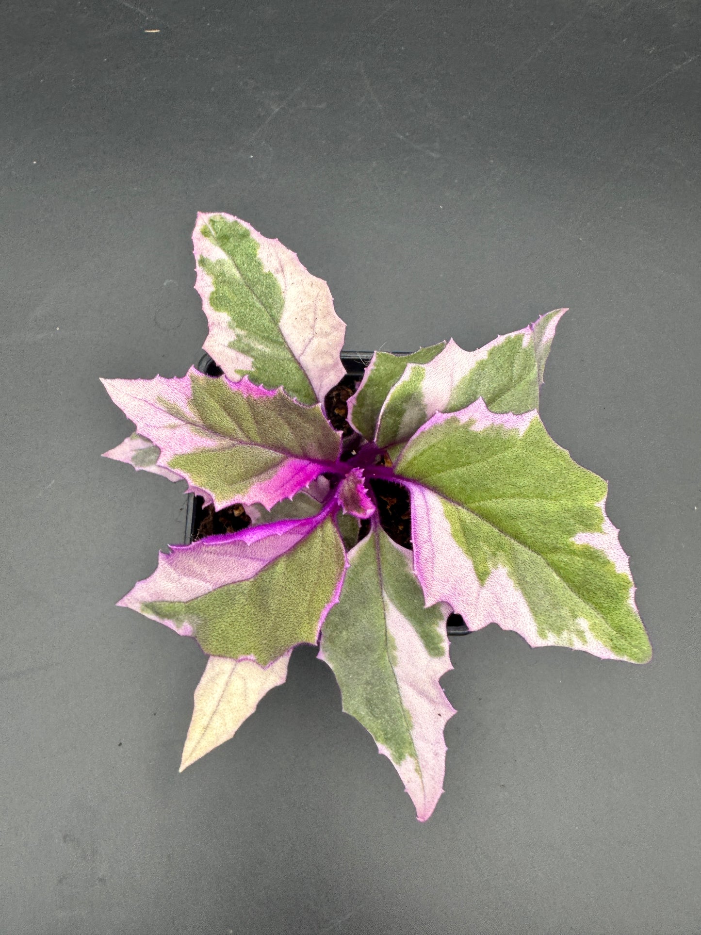 Gynura variegata