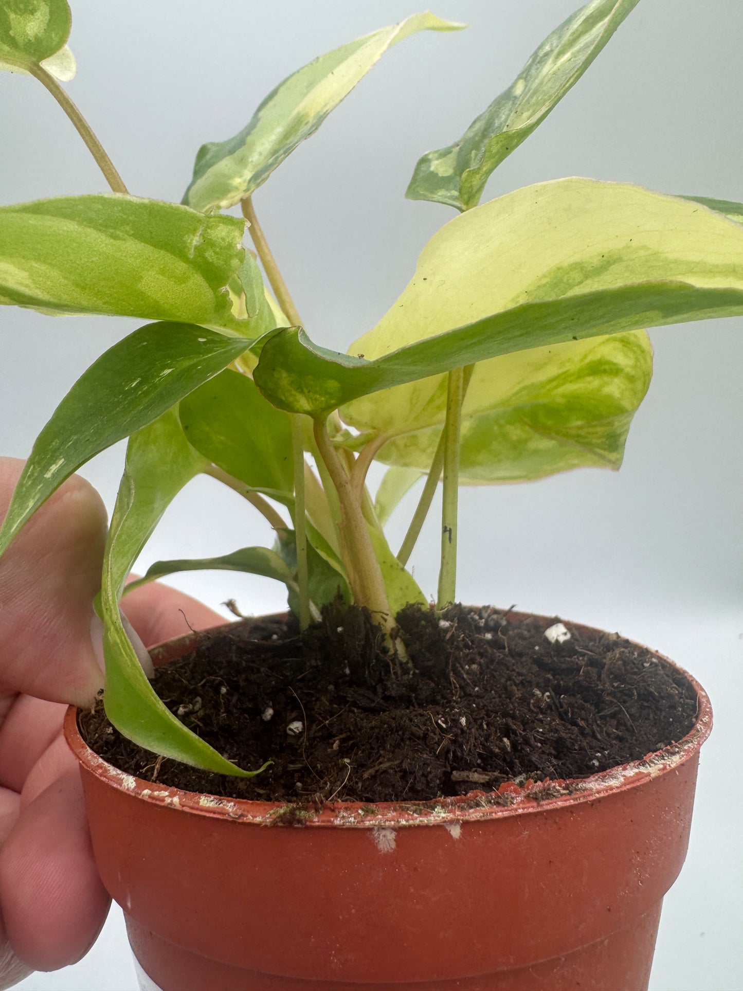 Philodendron burle marx variegata