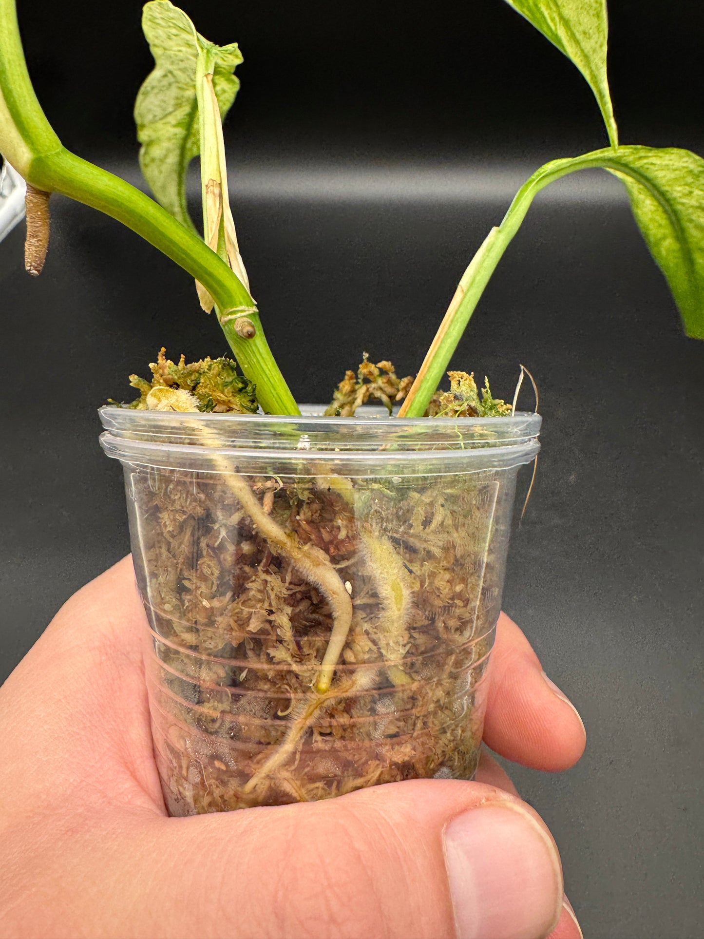 Rhaphidophora Megasperma variegata