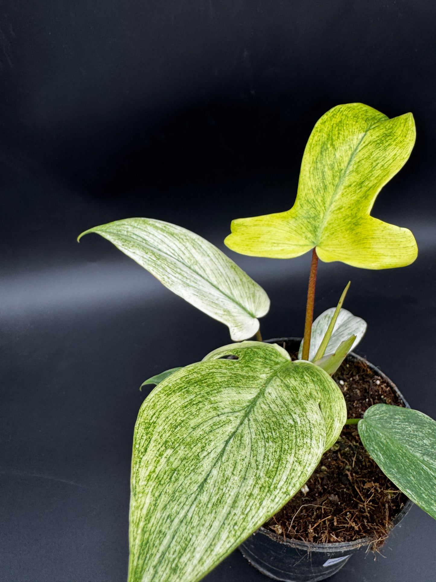 Philodendron Florida Ghost