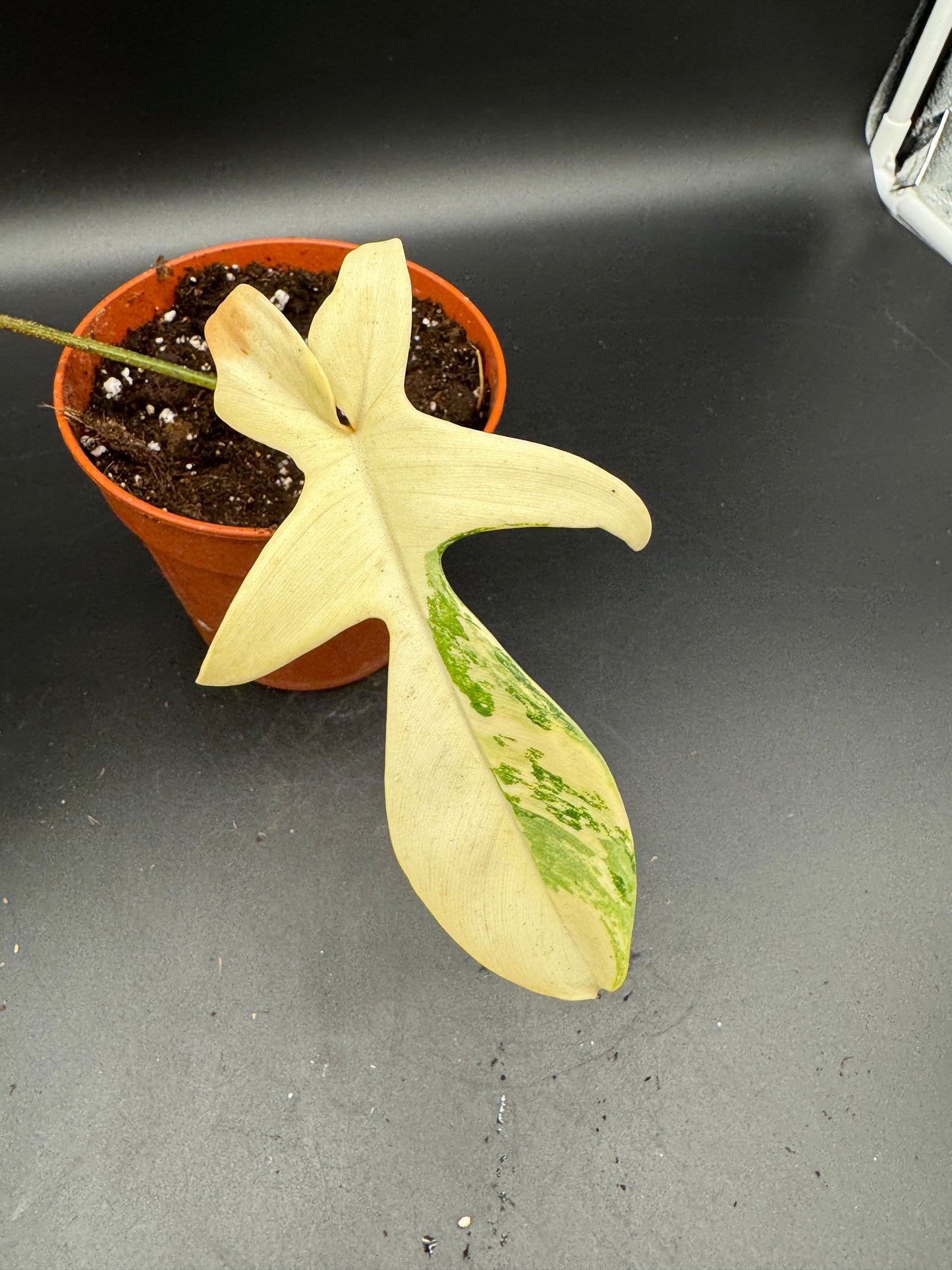 Philodendron Florida Beauty Basis