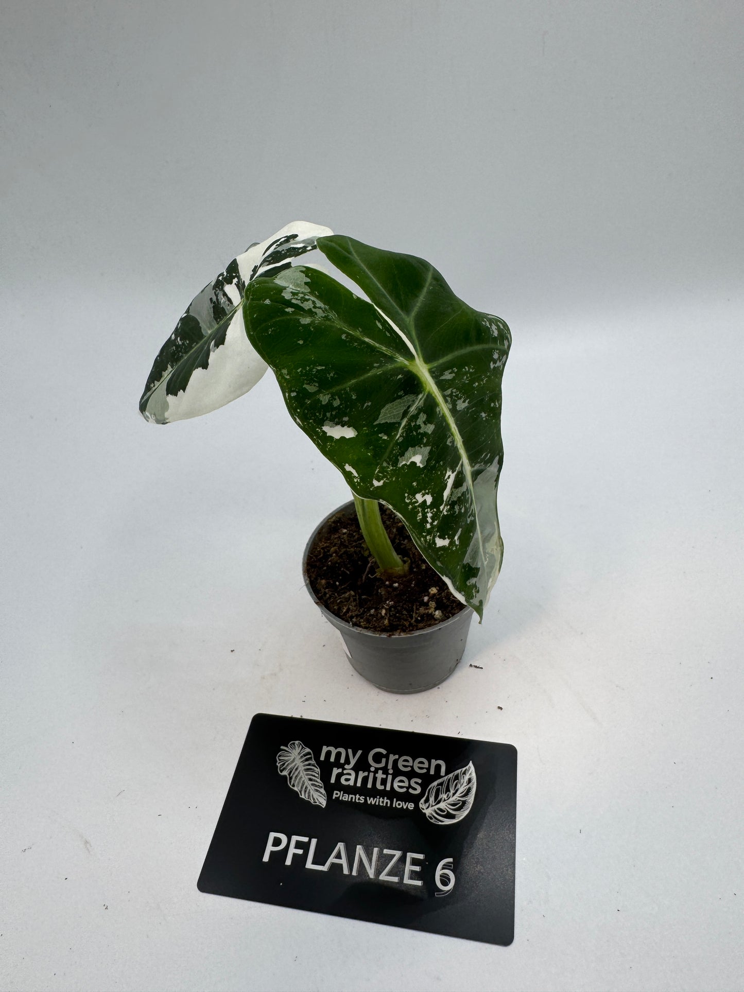 Alocasia Frydek variegata