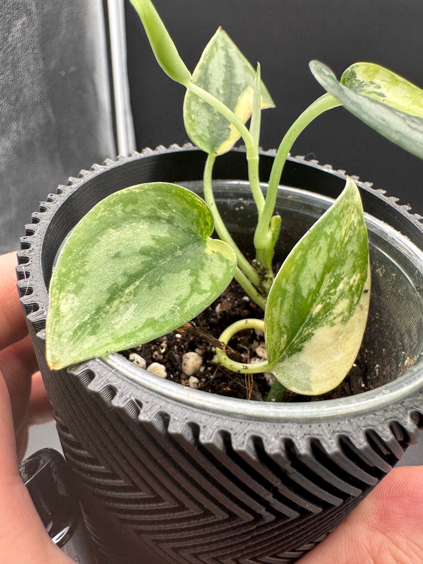 Scindapsus Apolaki