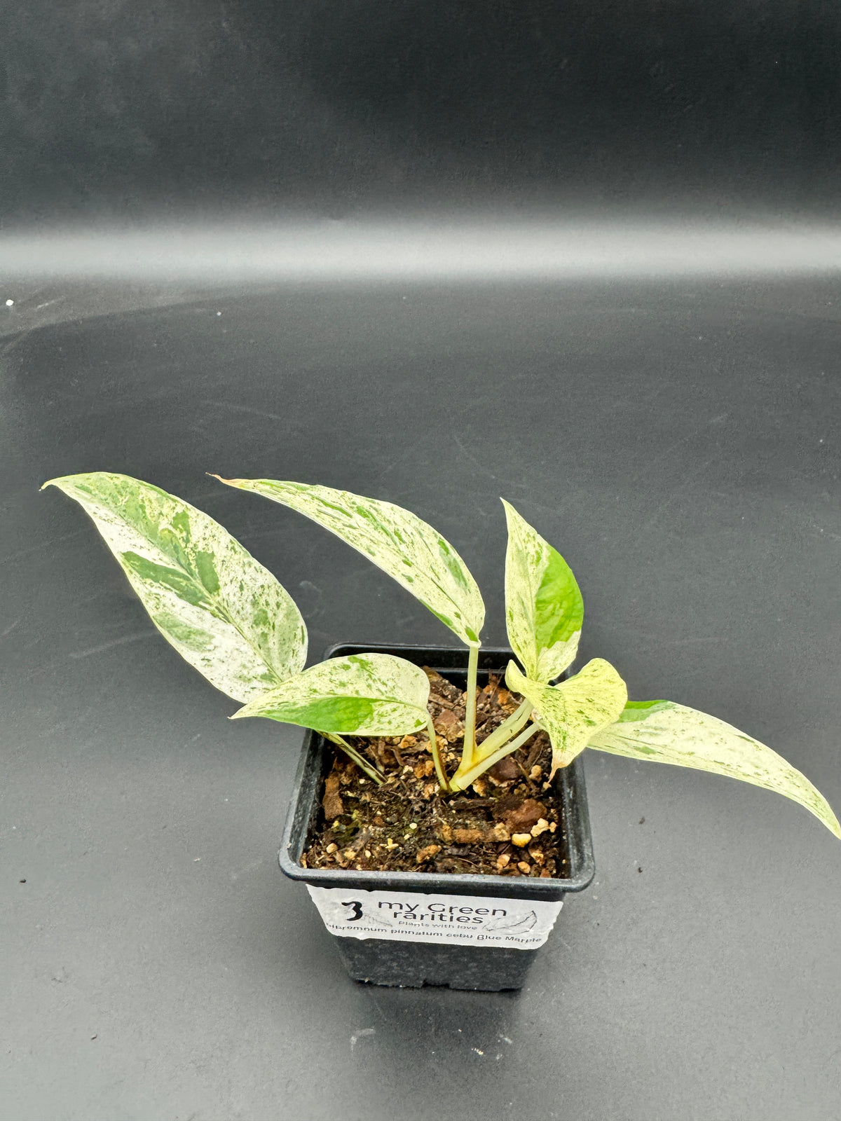 Epipremnum pinnatum cebu Blue Marble variegata