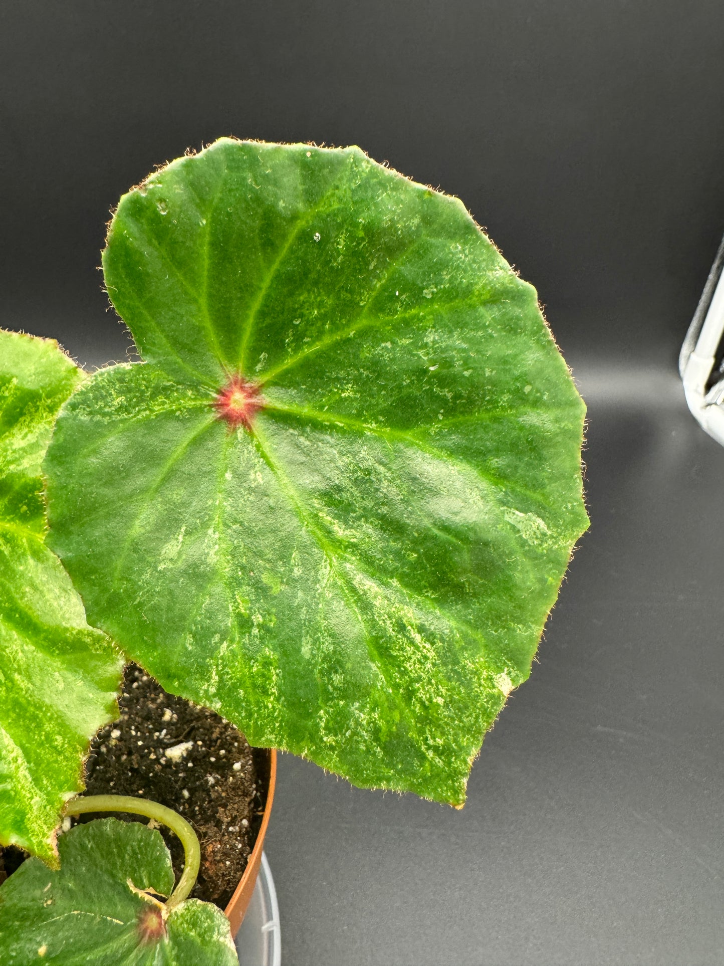 Begonia Rouge variegata
