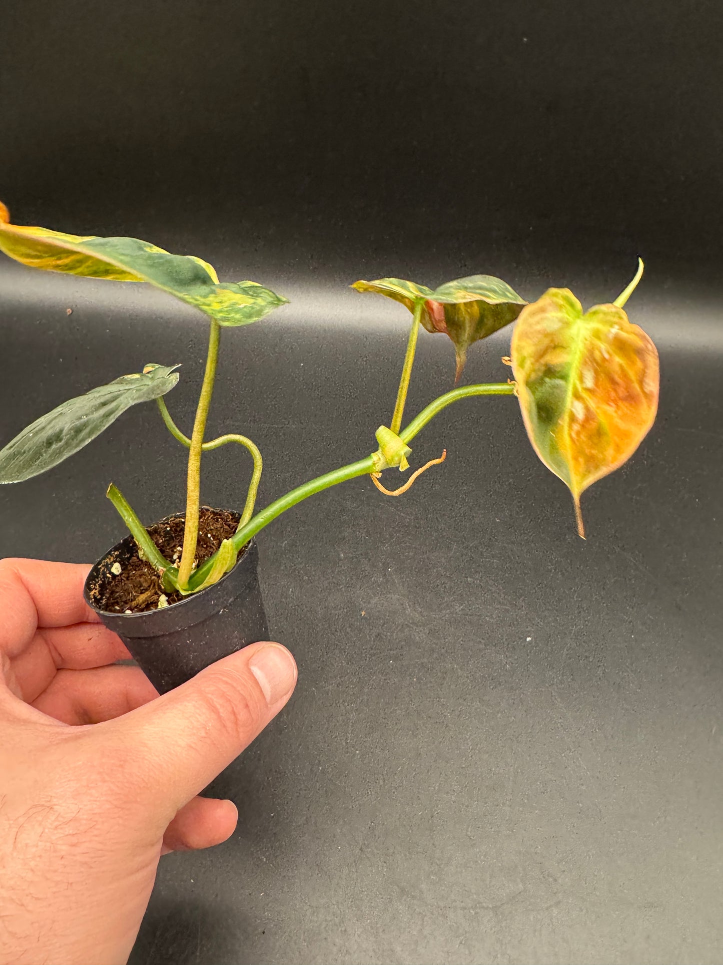 Philodendron micans variegata