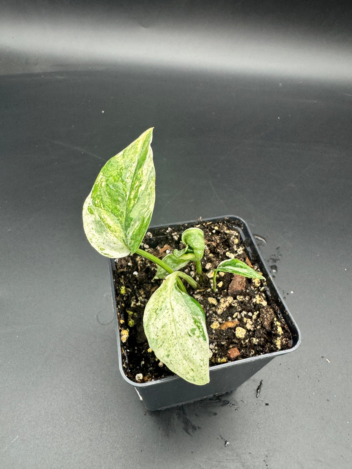 Epipremnum hanoman sp Bali