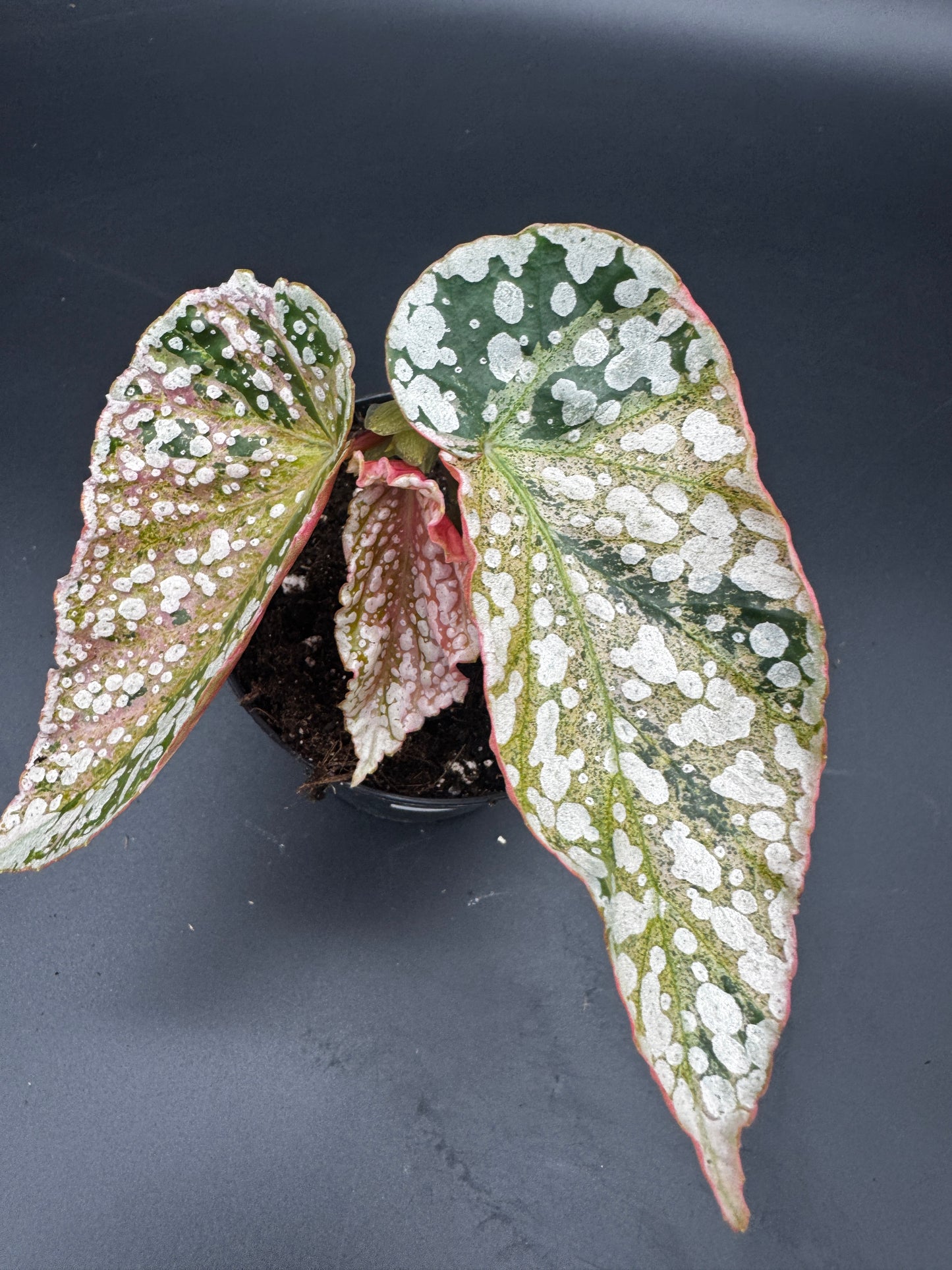 Begonia Snow capped pink variegata