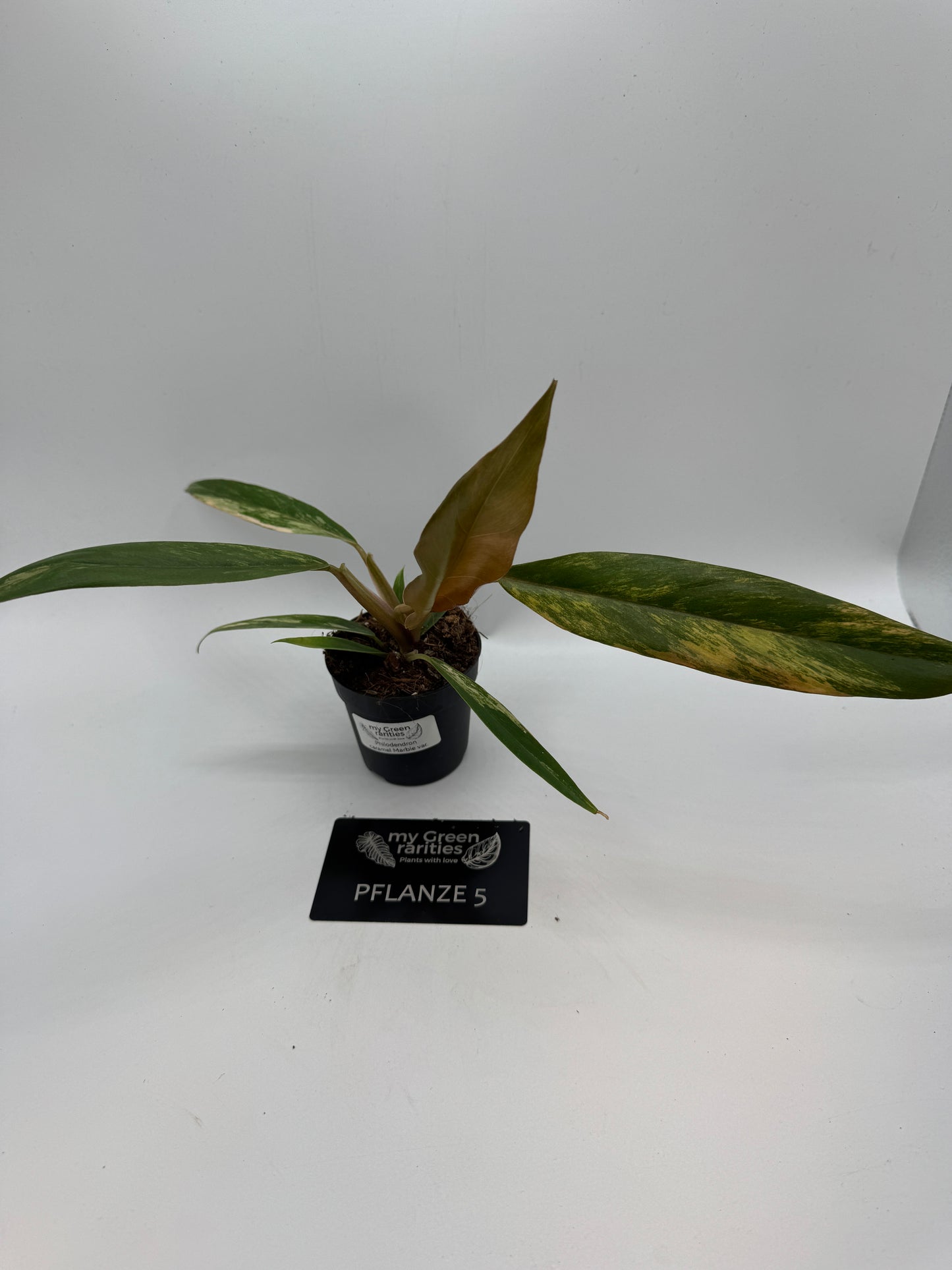 Philodendron caramel Marble variegata