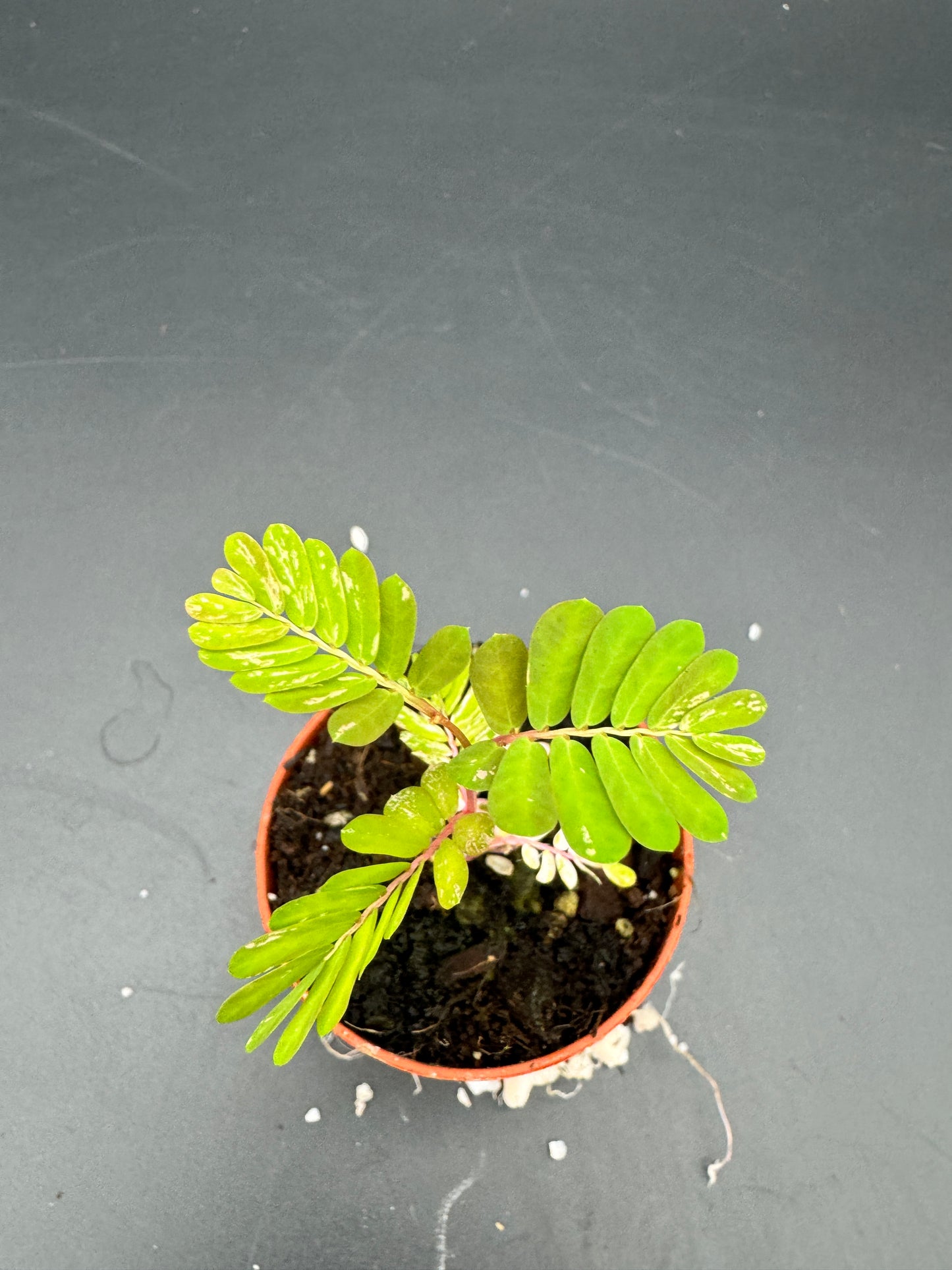 Phyllanthus Urinaria pink Variegata
