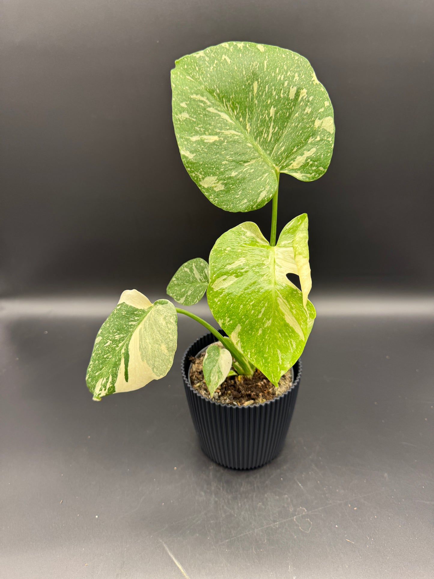Monstera Thai constelation